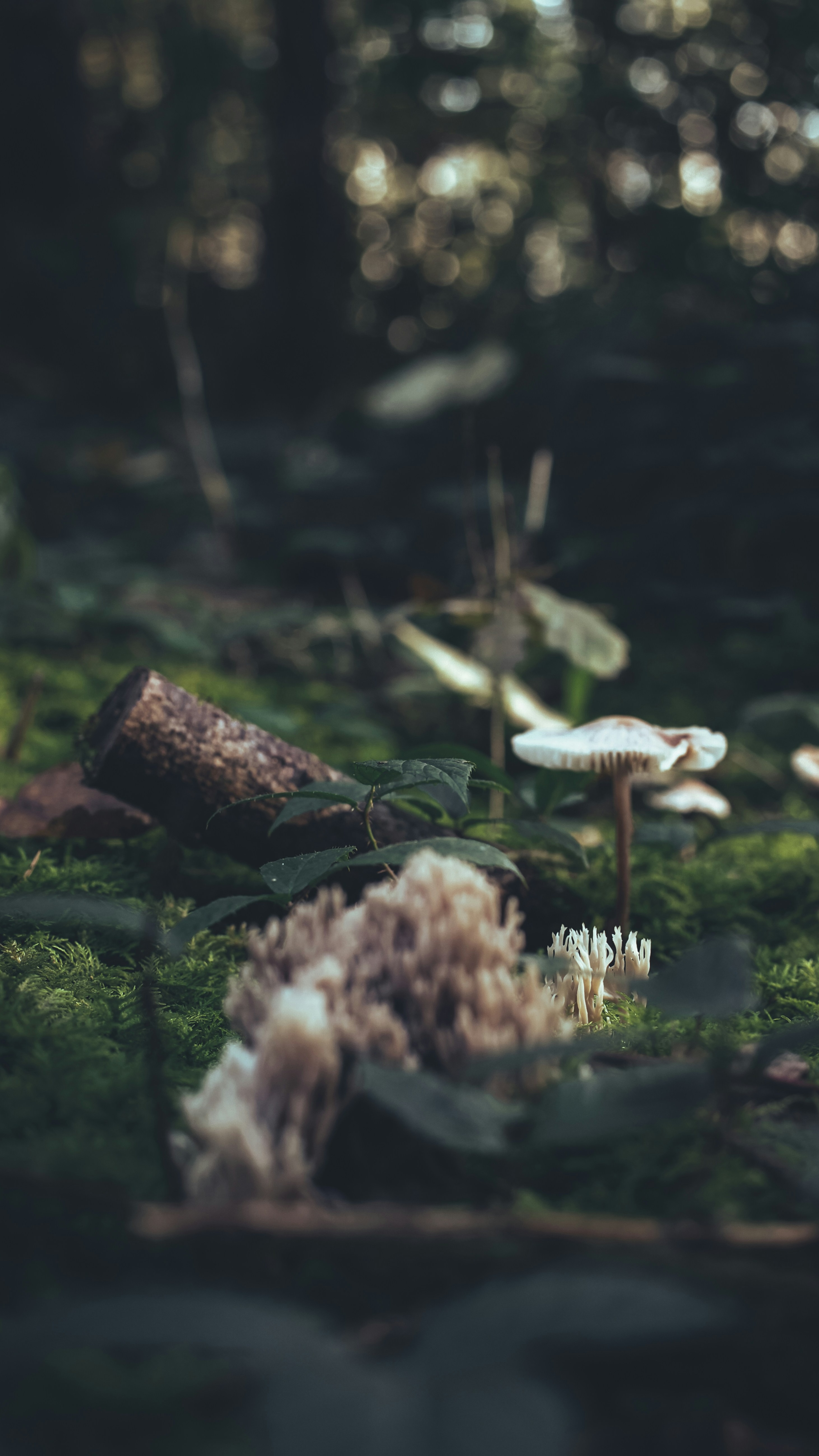 Wallpapers