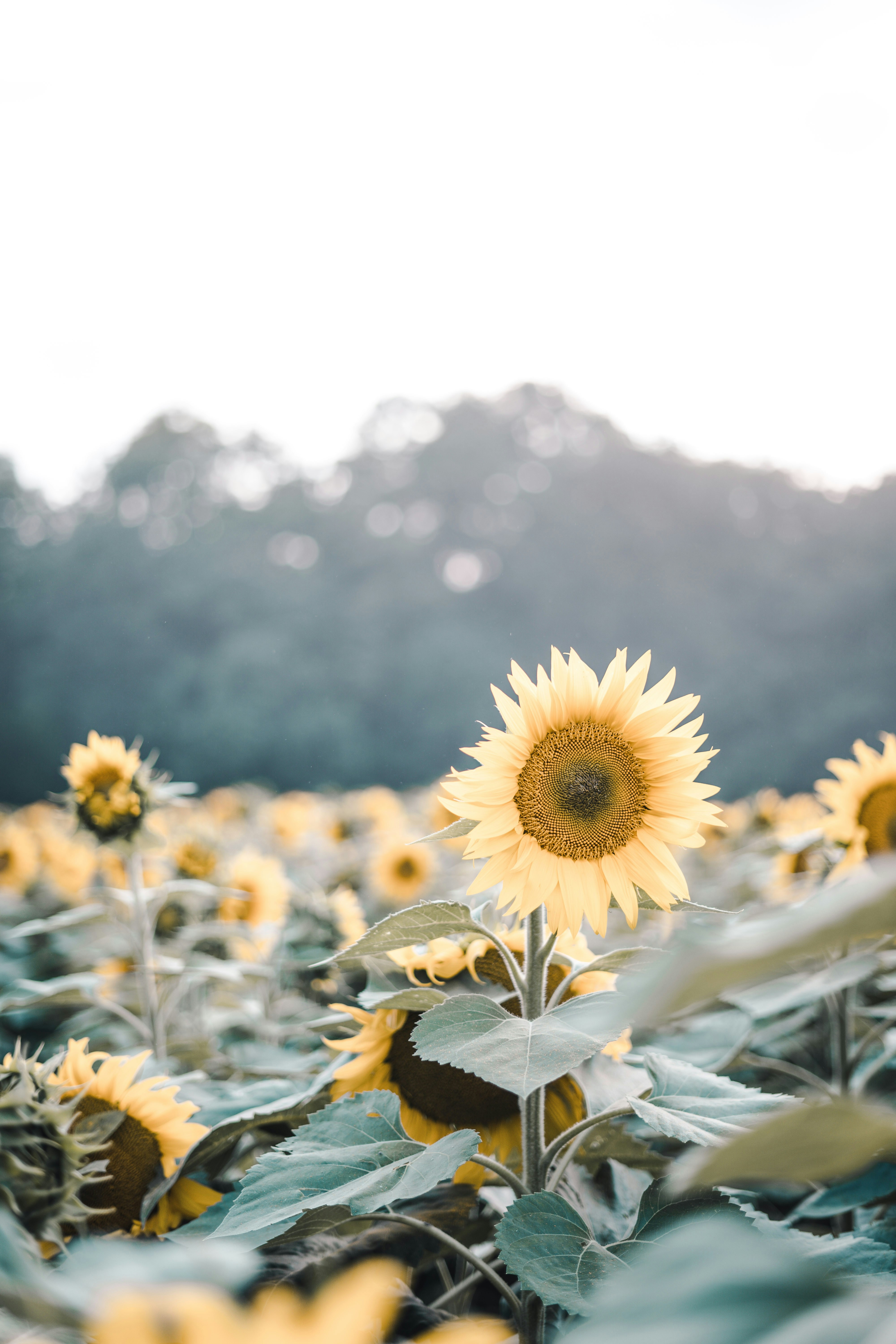 Sunflower Field Landscape