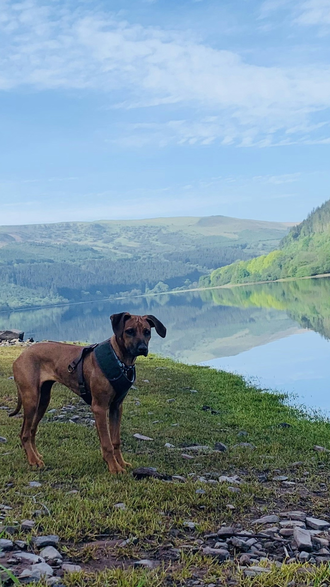 Dog Standing By Mountain Lake