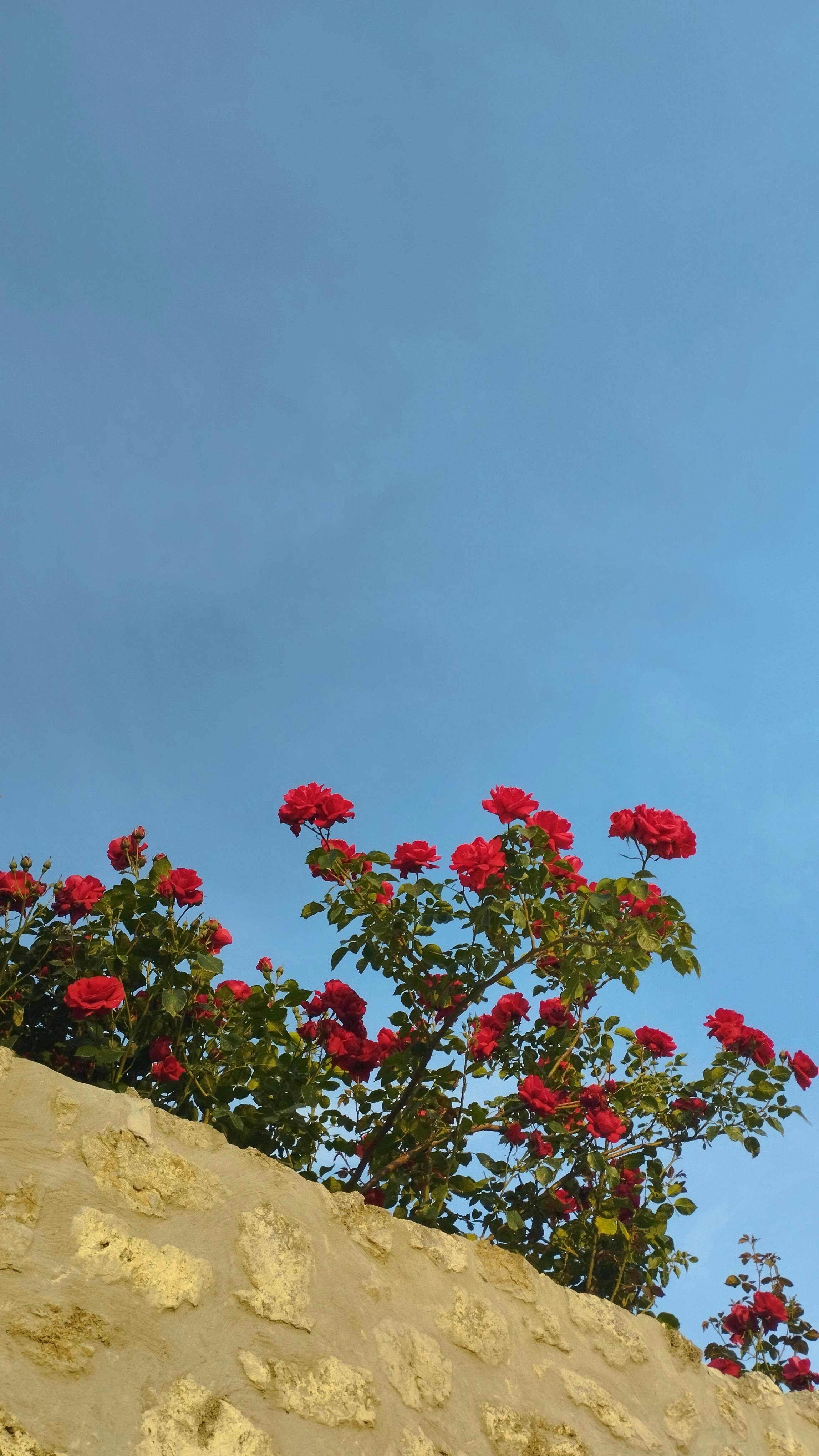 Wallpapers