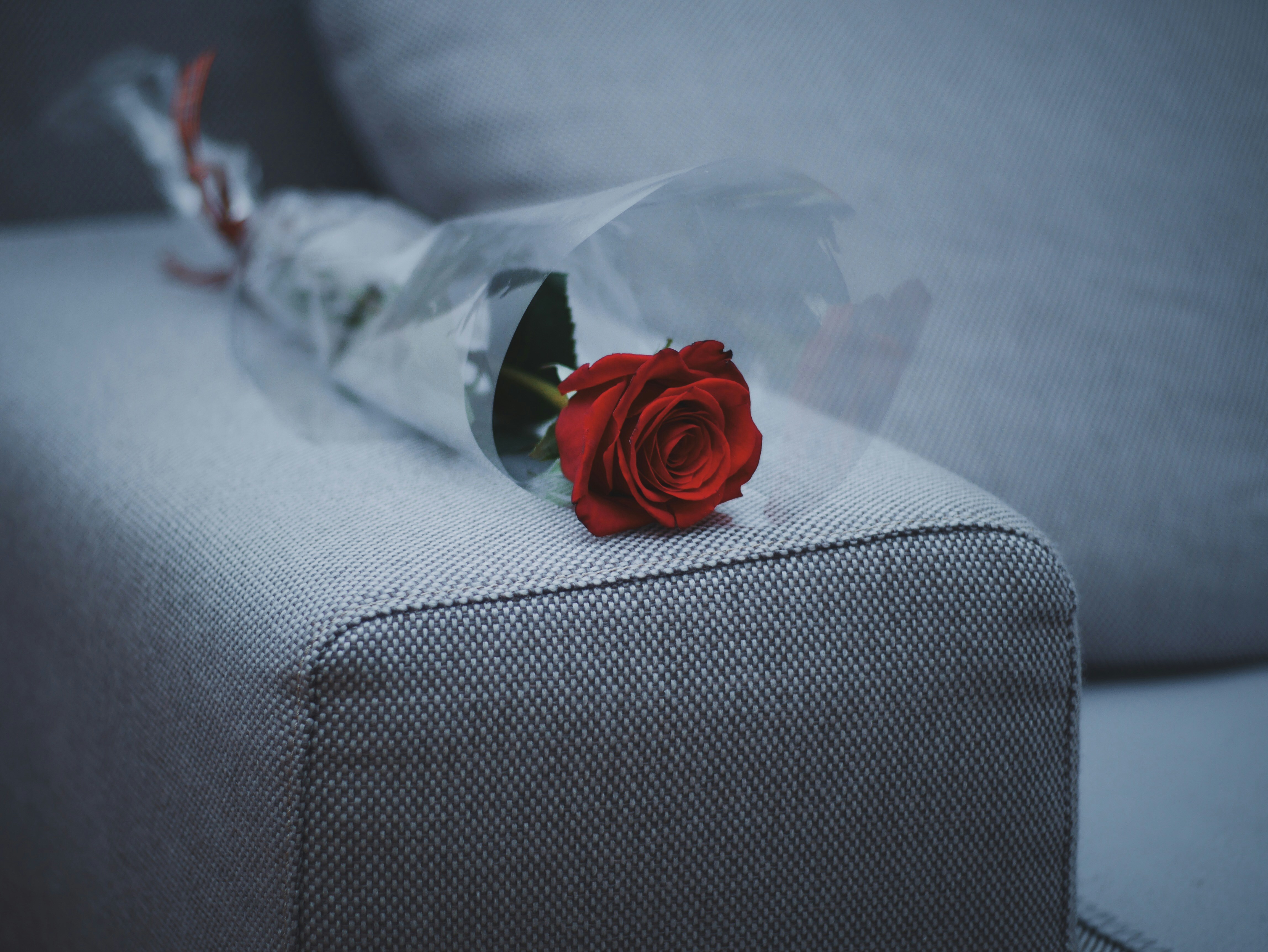 Single Red Rose on Gray Sofa