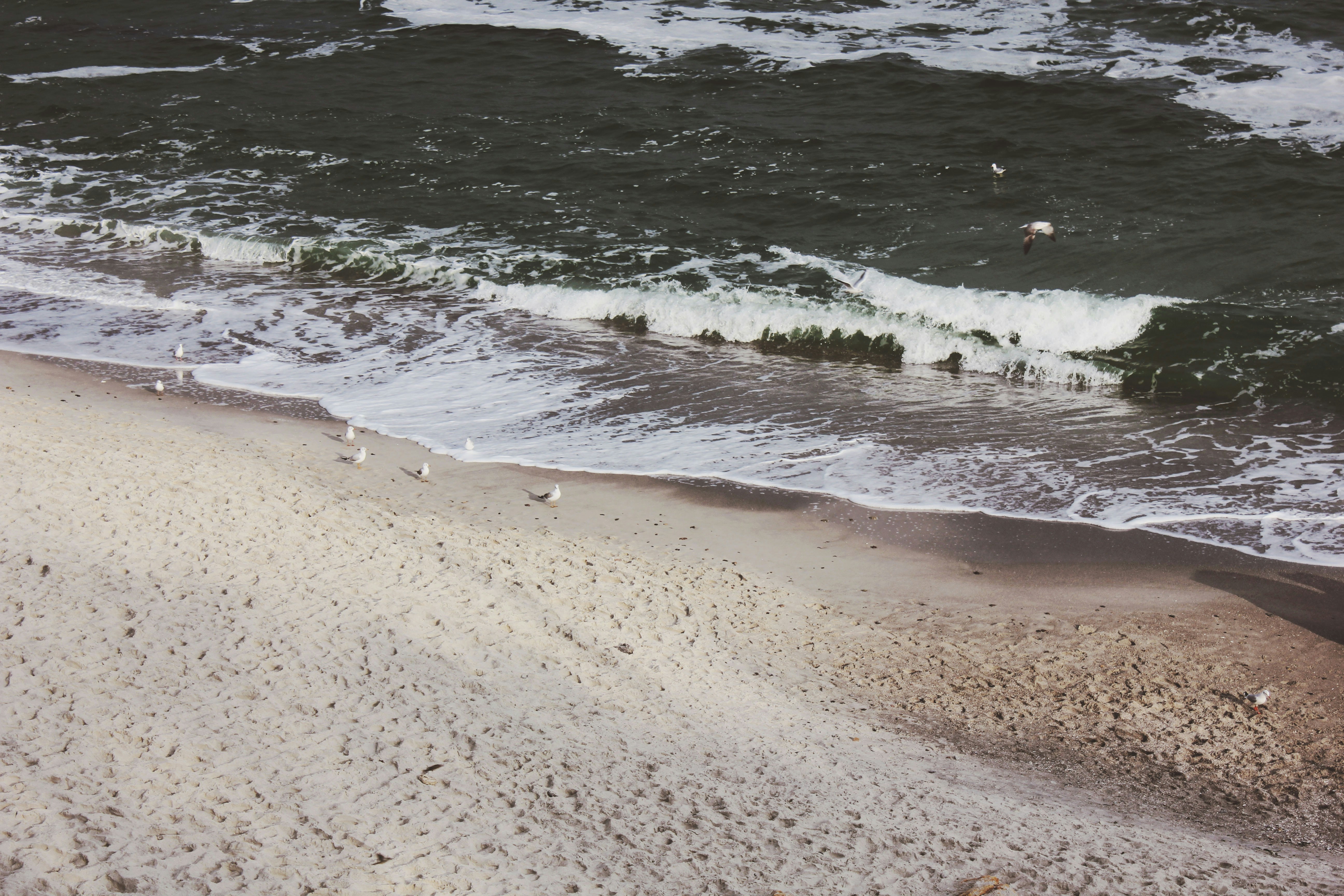 Seagulls on Sandy Seaside Beach