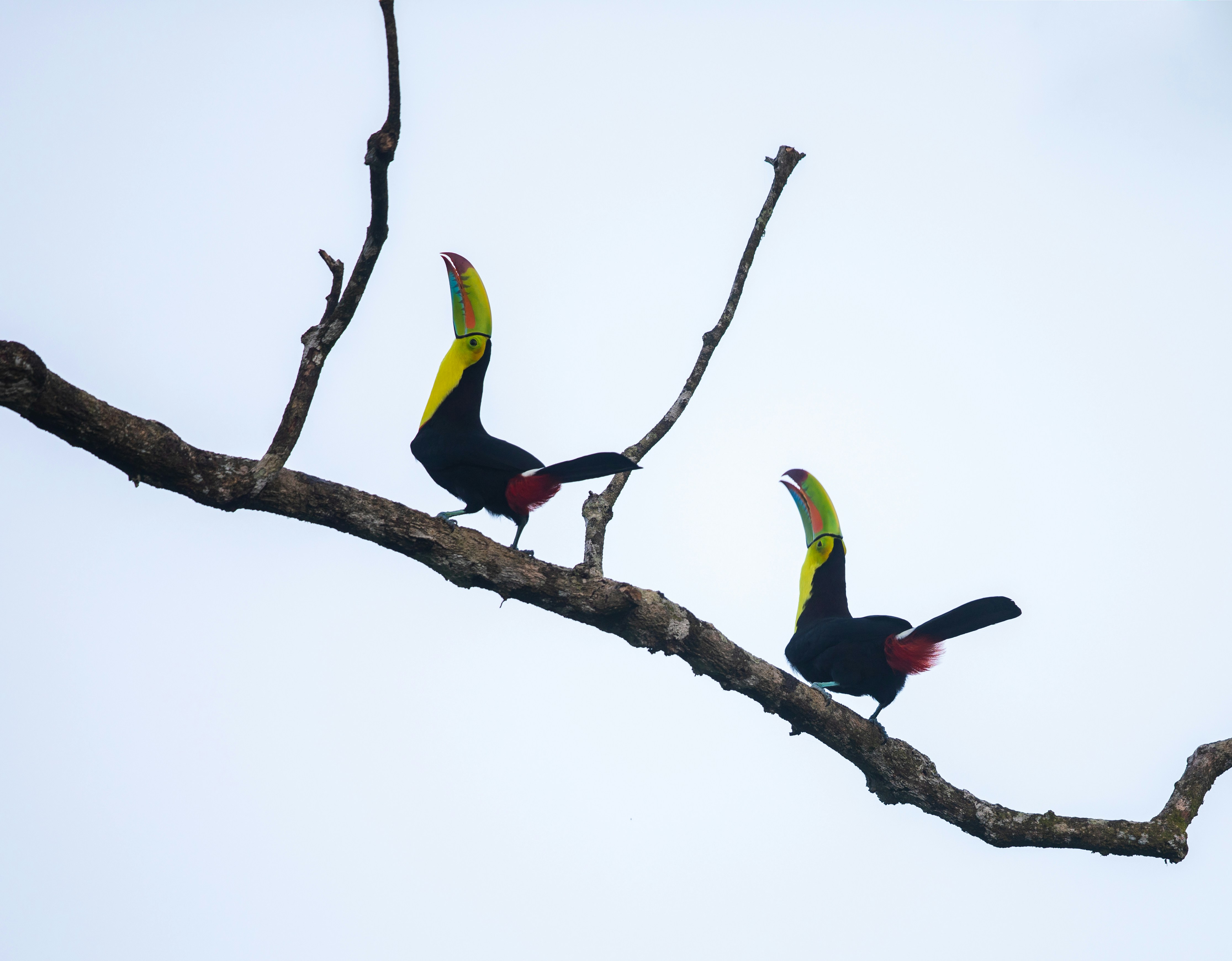 Two Keel-billed Toucans on Tree Branch