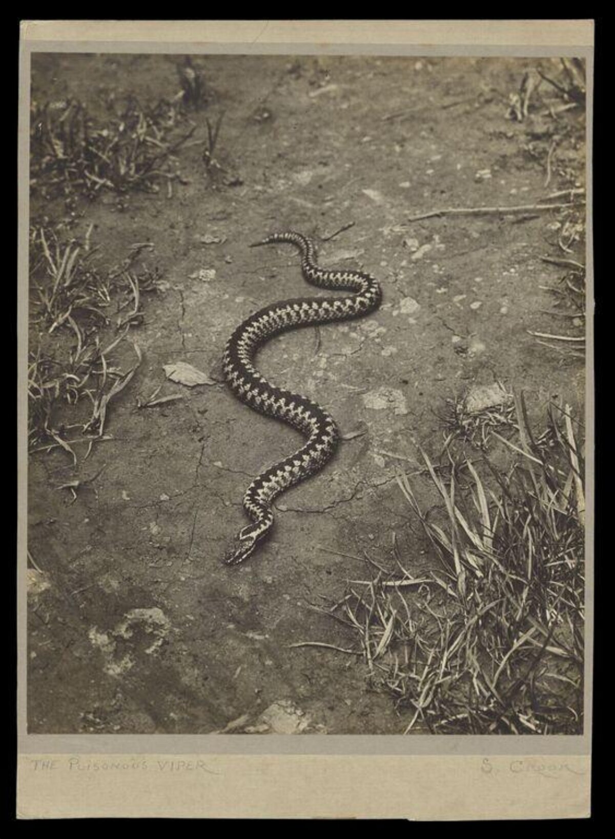 Vintage Photo of Poisonous Viper