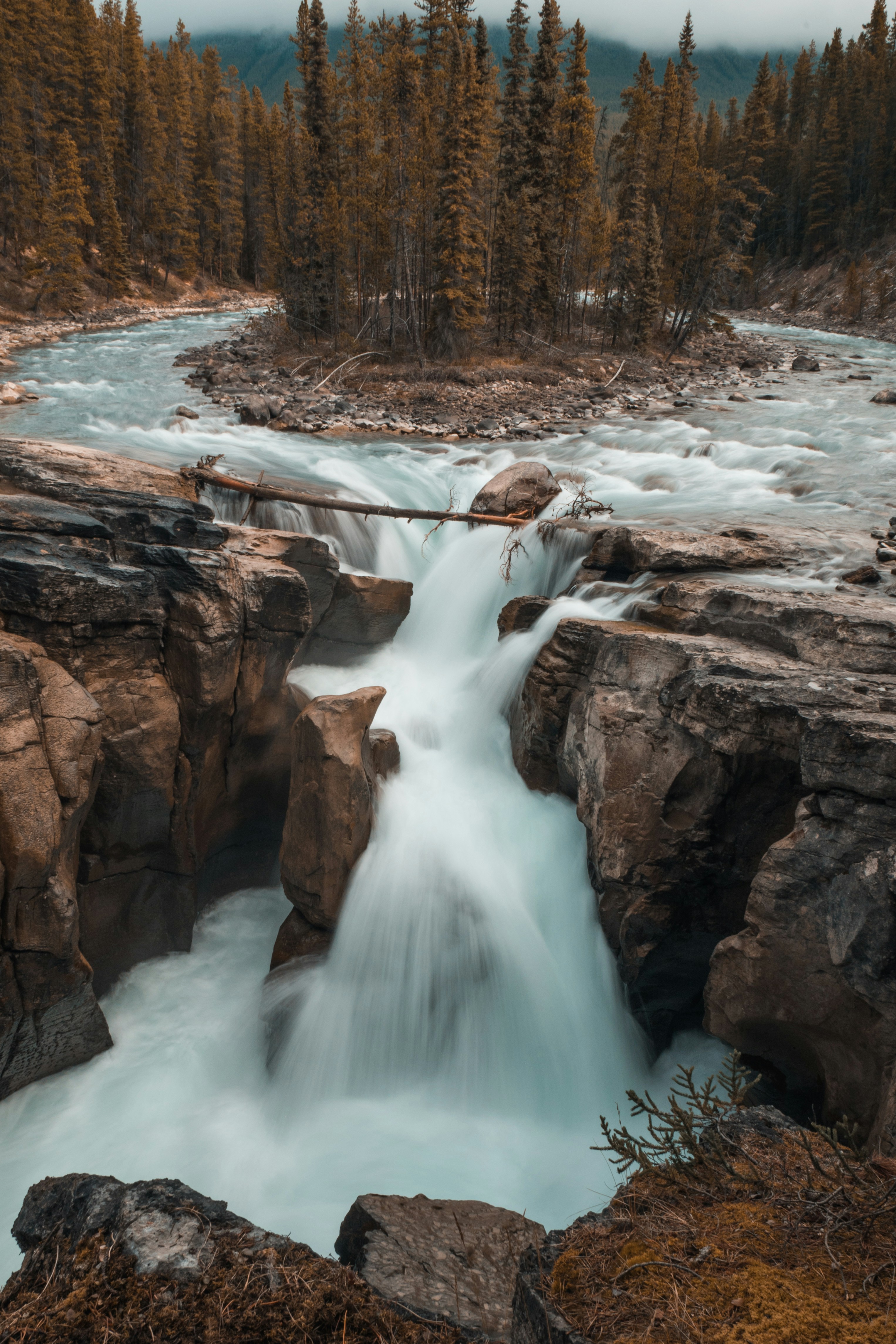 Canyon Waterfall in Pine Forest