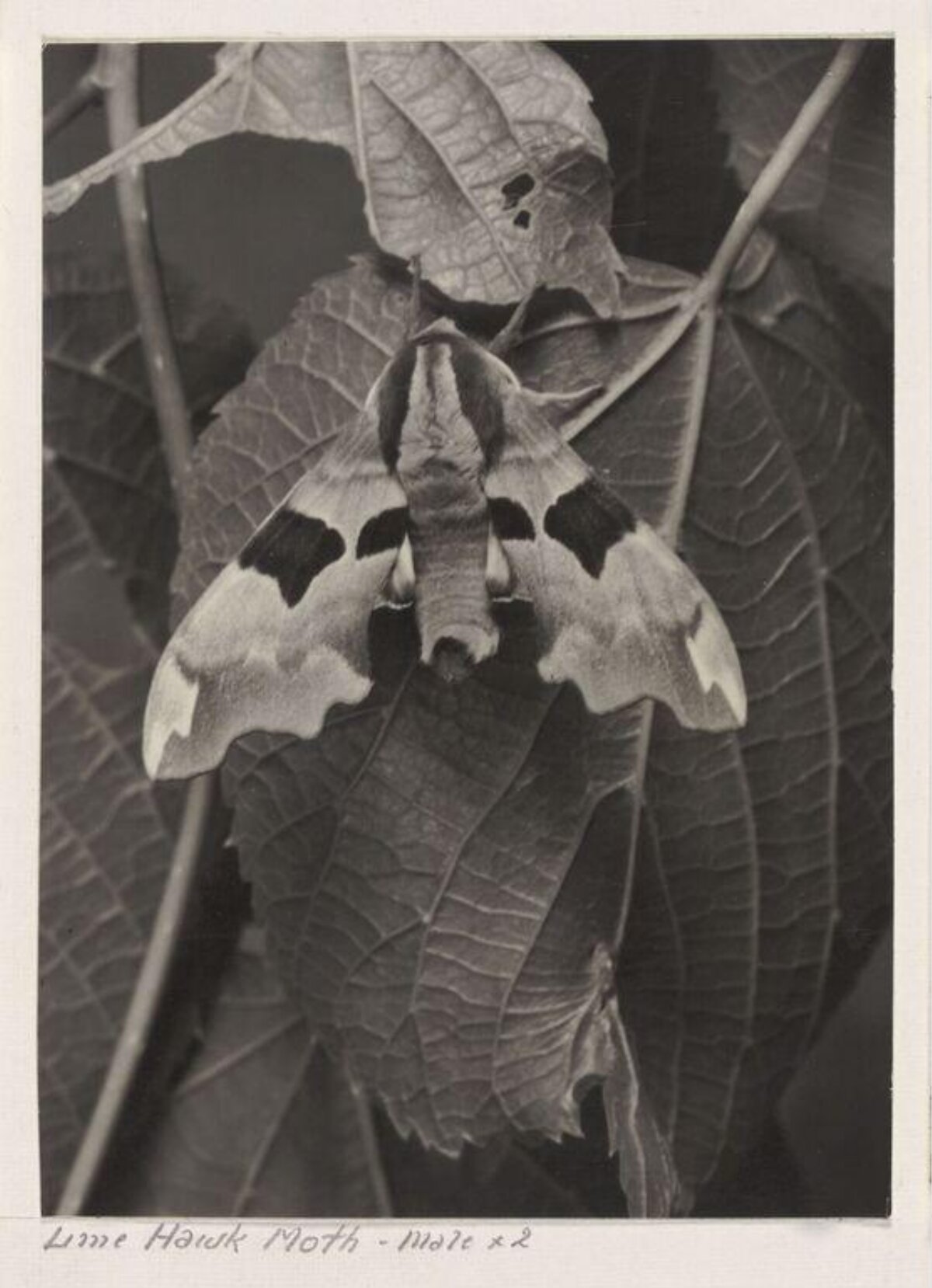 Male Lime Hawk Moth on Leaf