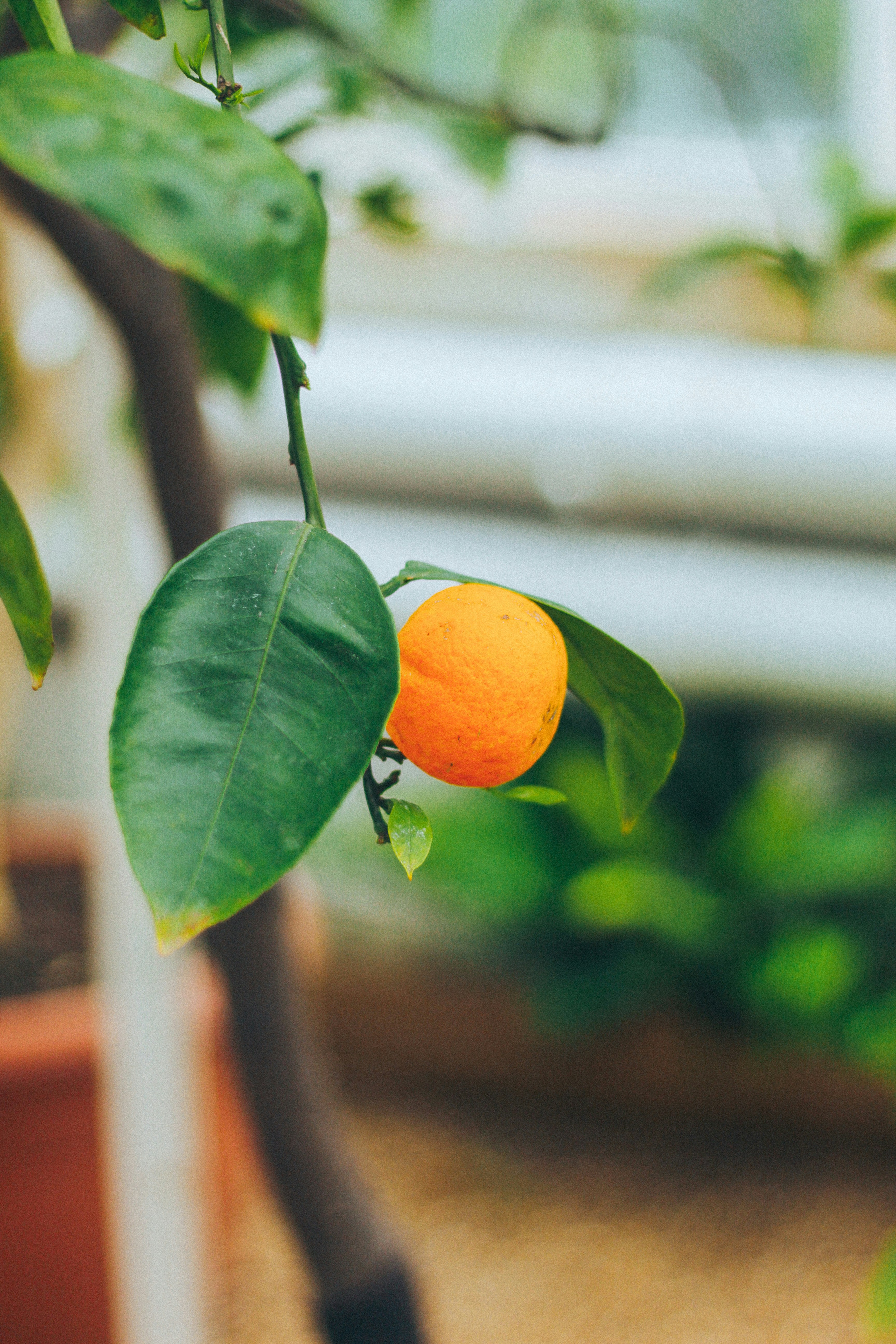 Ripe Orange on Citrus Tree