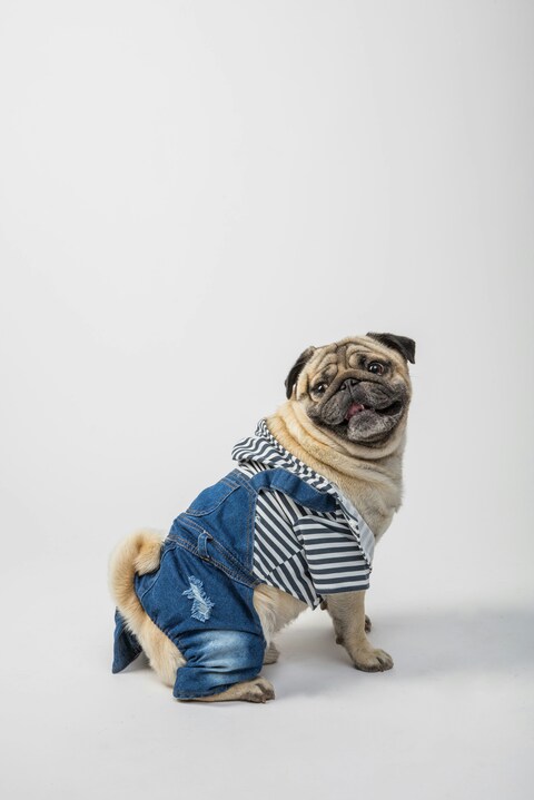 Pug Wearing Casual Outfit