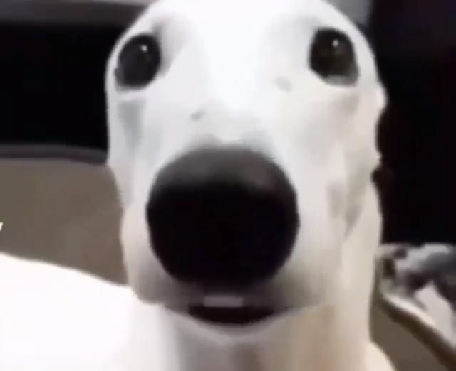 Close Up of White Dog Staring at Camera