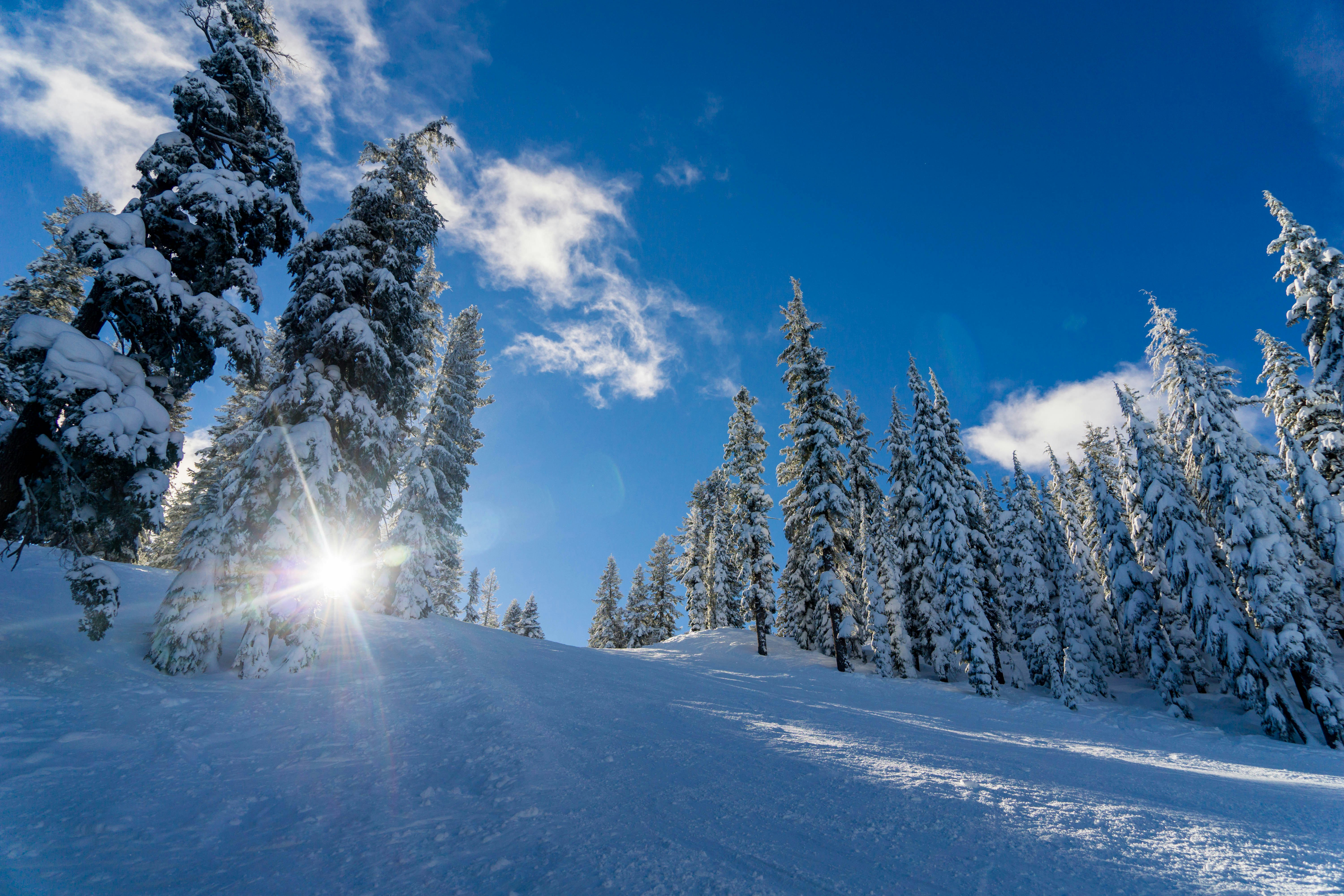 Sunlit Snowy Mountain Pine Forest
