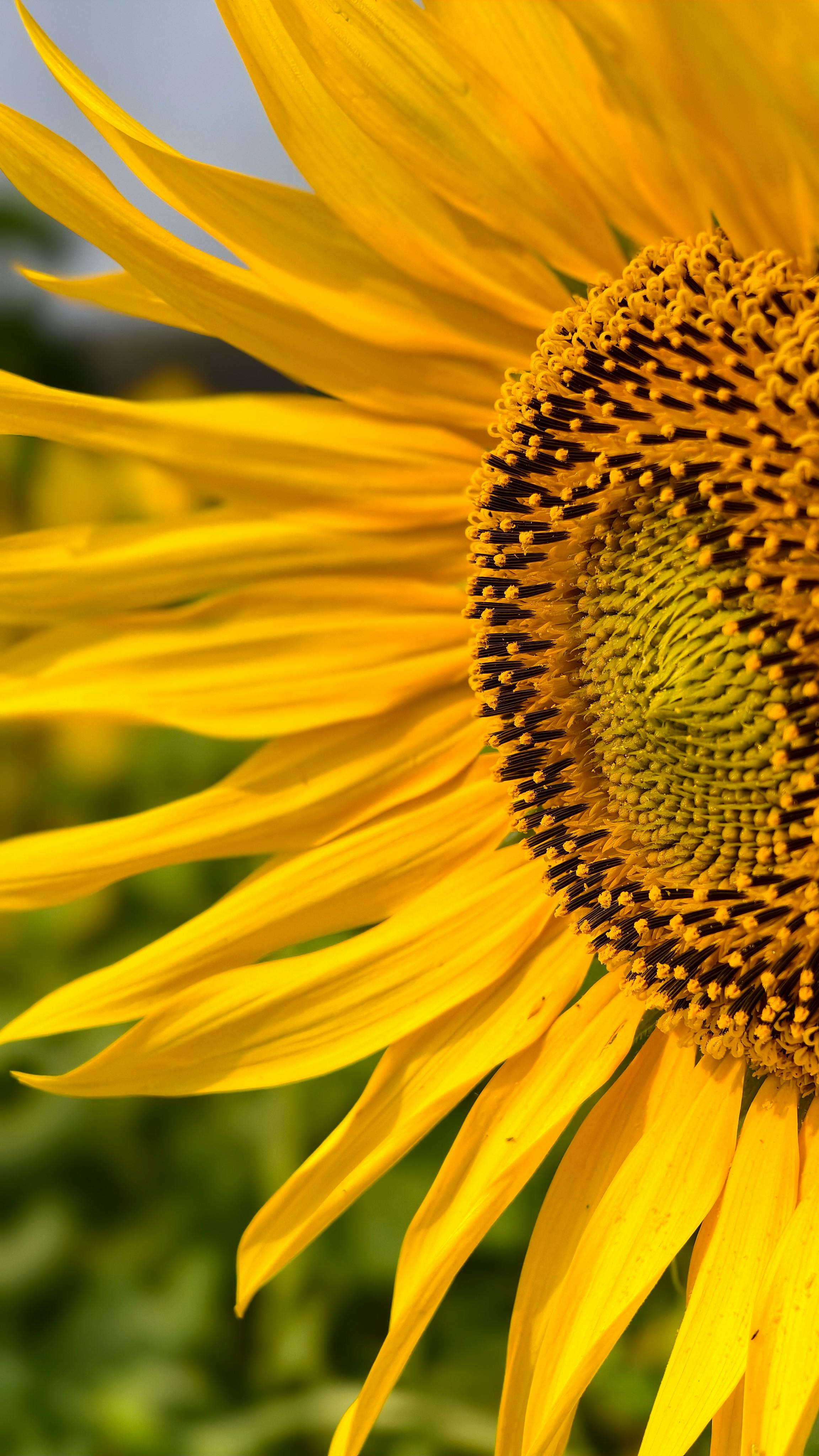 Close Up of a Sunflower