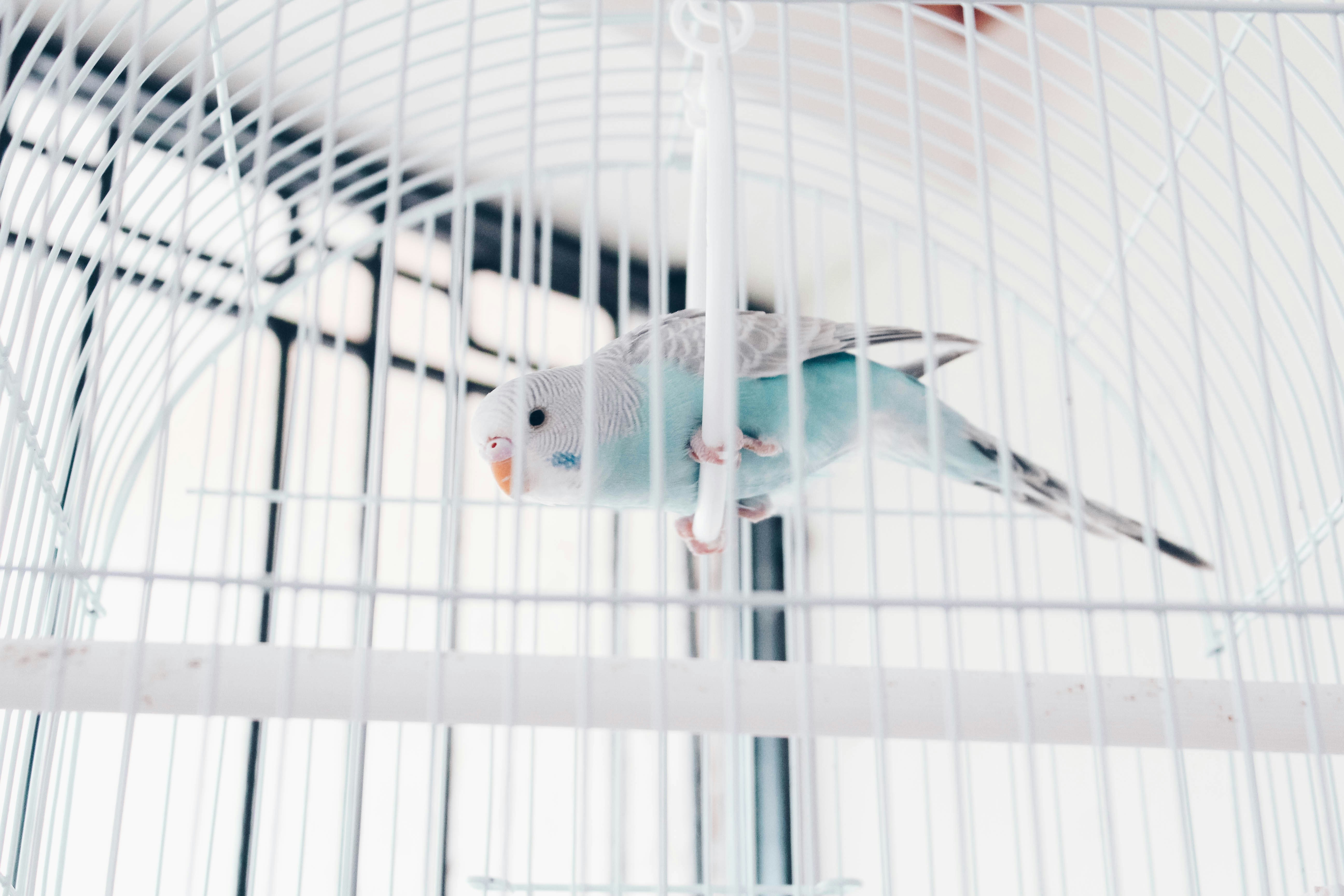 Blue Budgie in White Birdcage