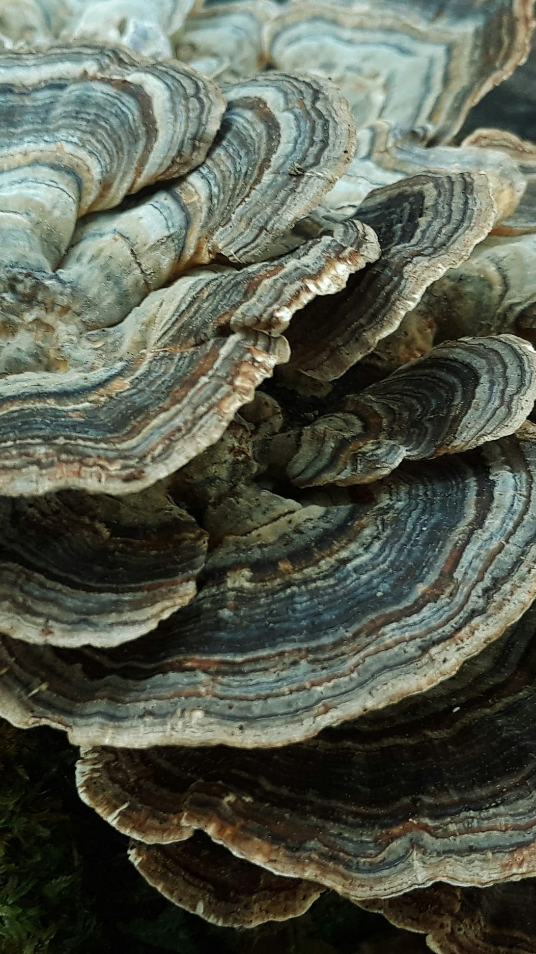 Turkey Tail Fungi Close Up