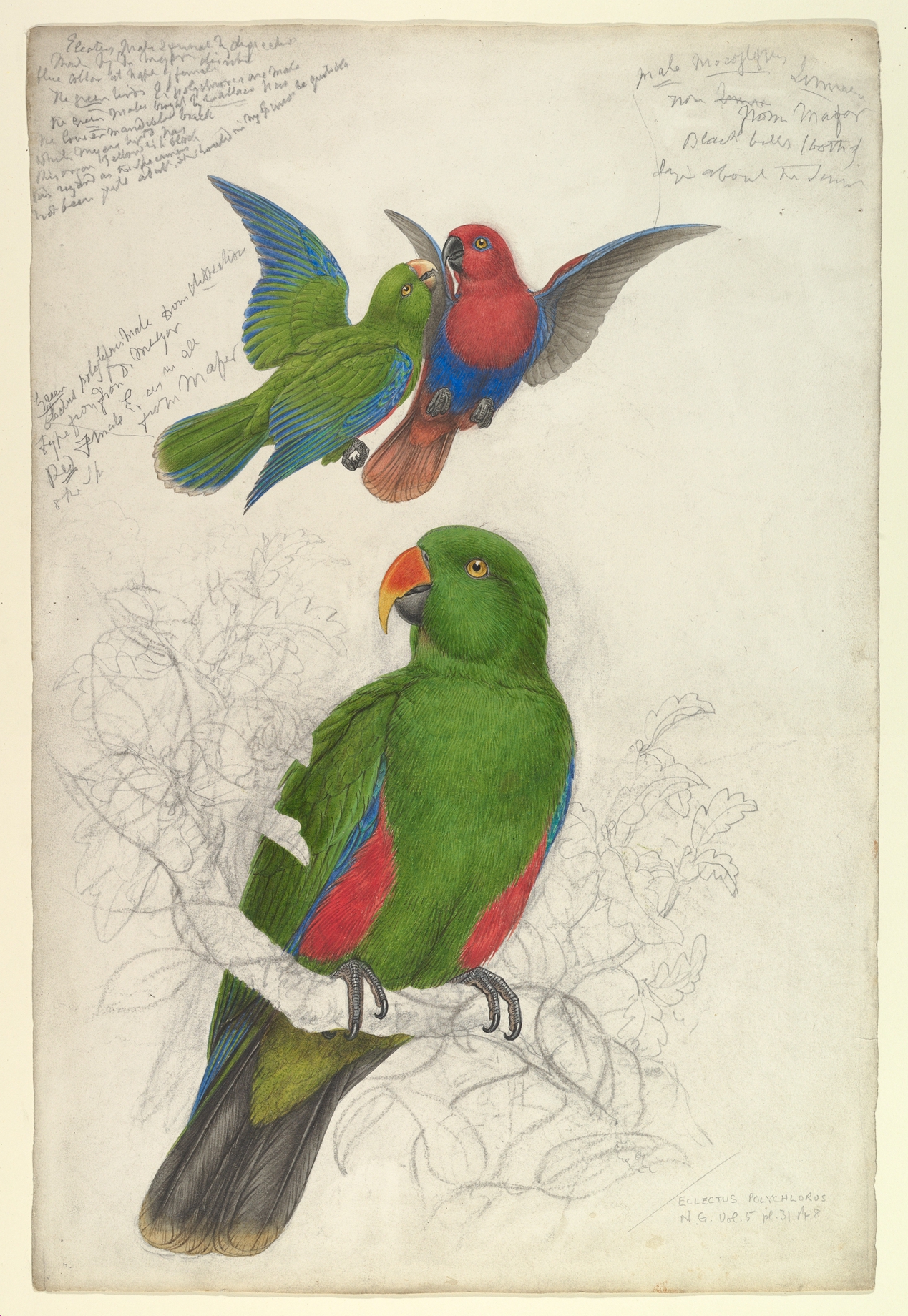 Scientific Illustration of Eclectus Parrots