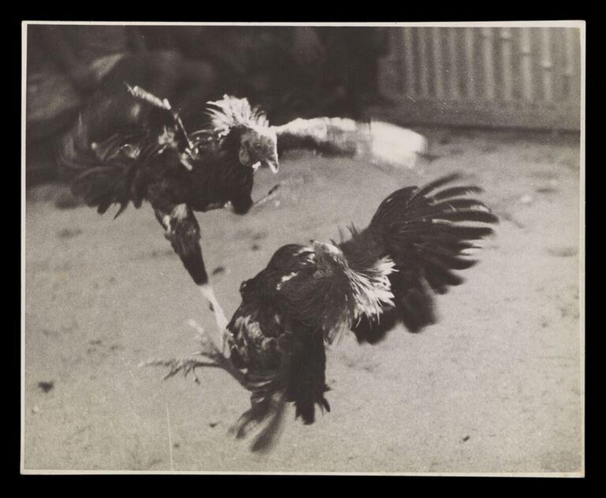 Two Cocks Cockfighting