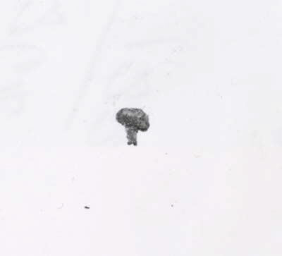 Mushroom Cloud of Nuclear Explosion