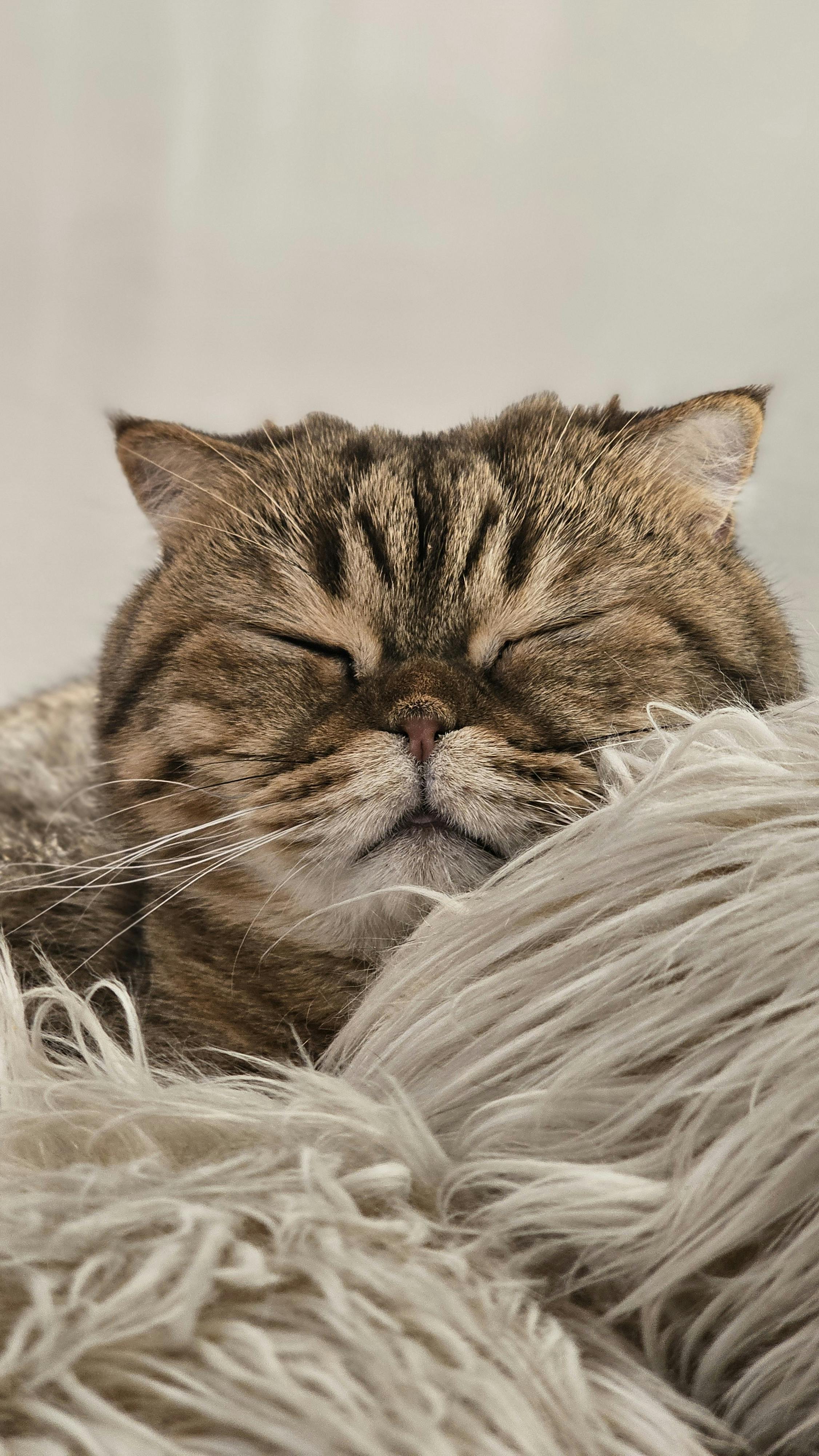 Sleeping Brown Tabby Cat