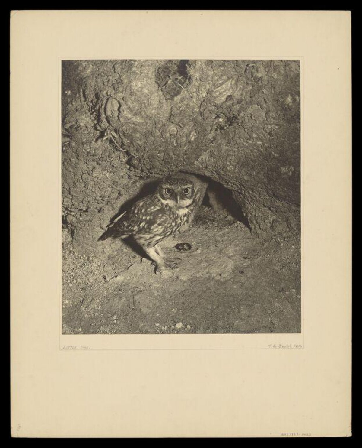 Little Owl at Tree Hollow
