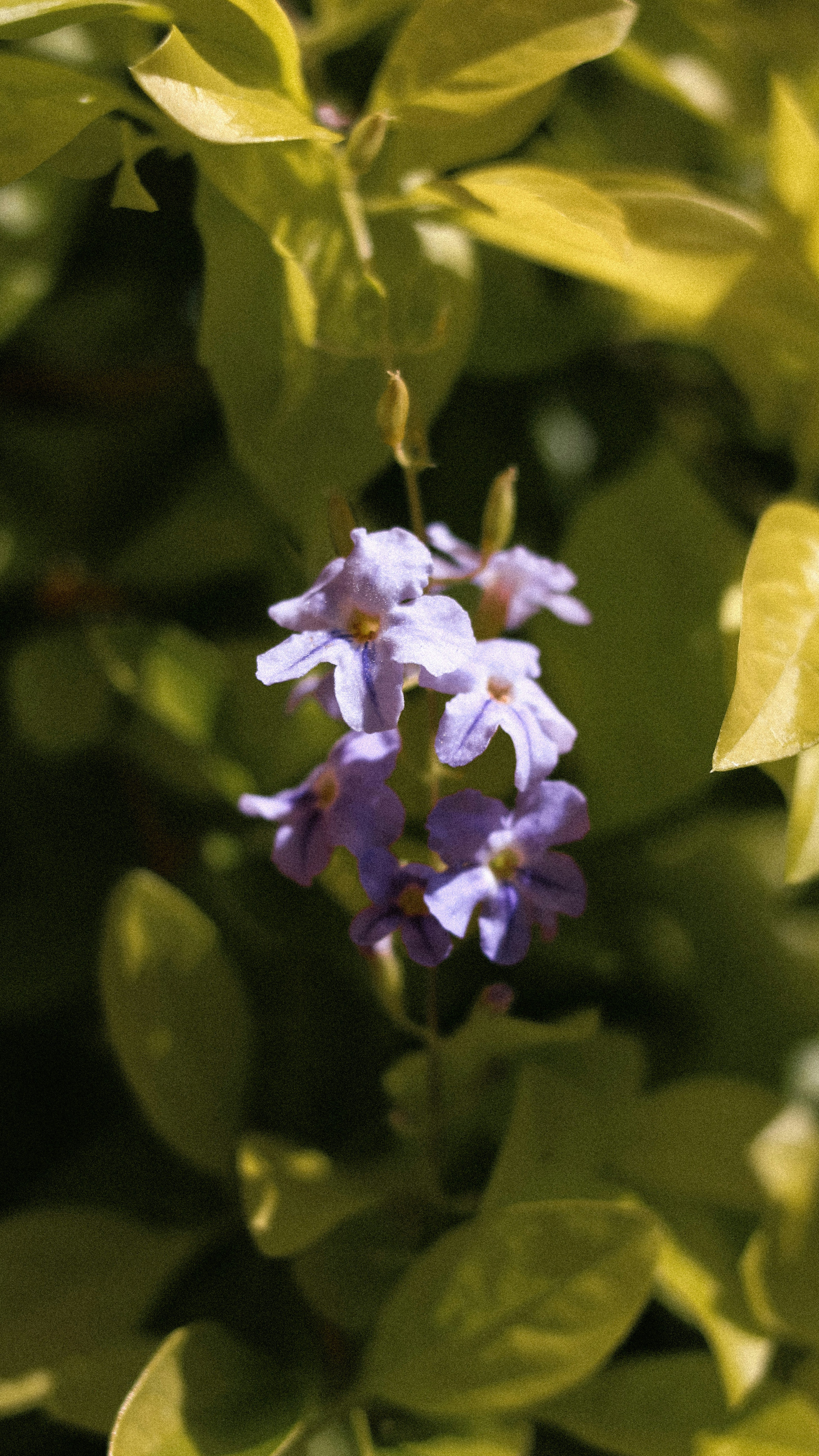 Purple Flowers Among Green Foliage