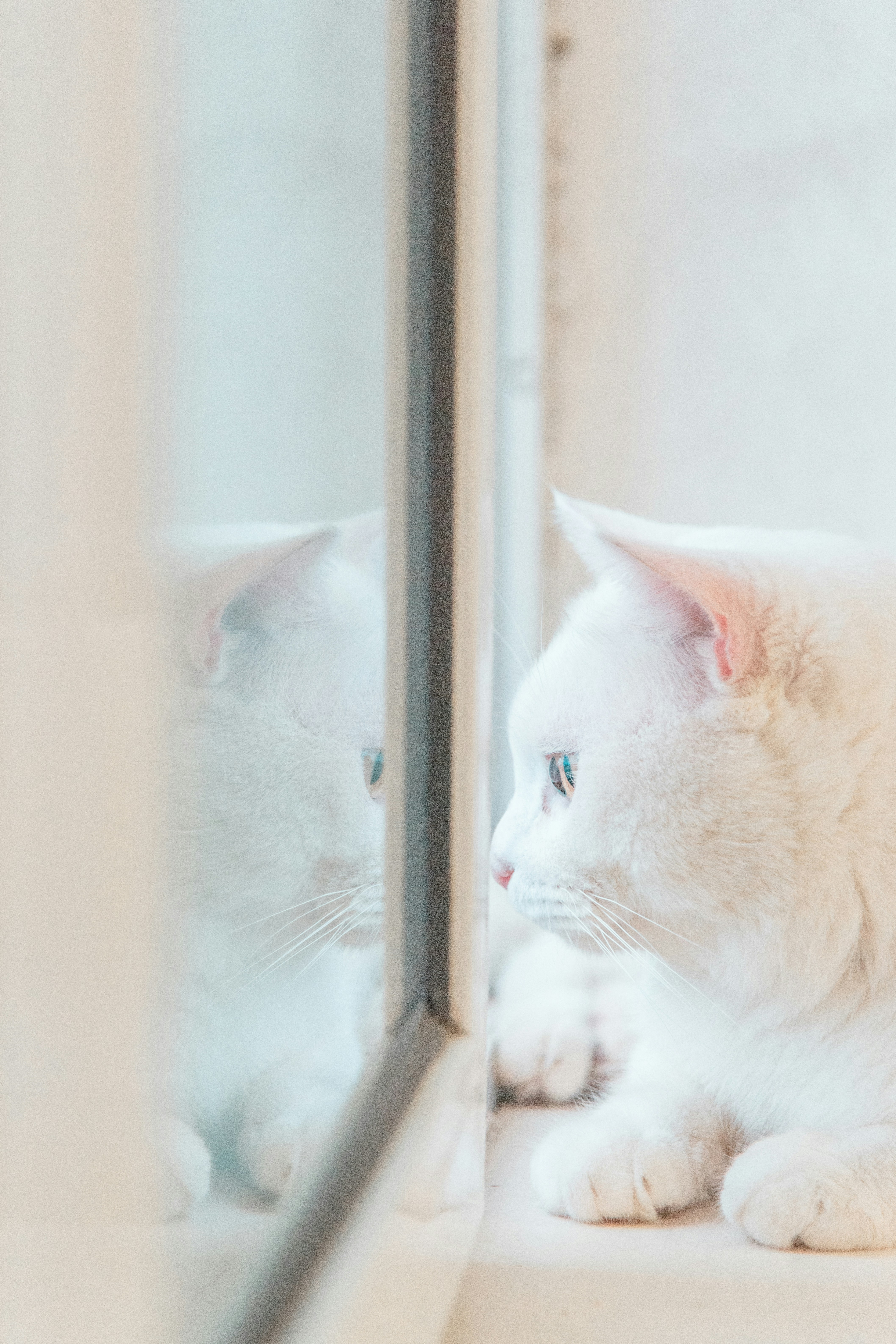 White Cat Resting By Window — Phone Wallpapers