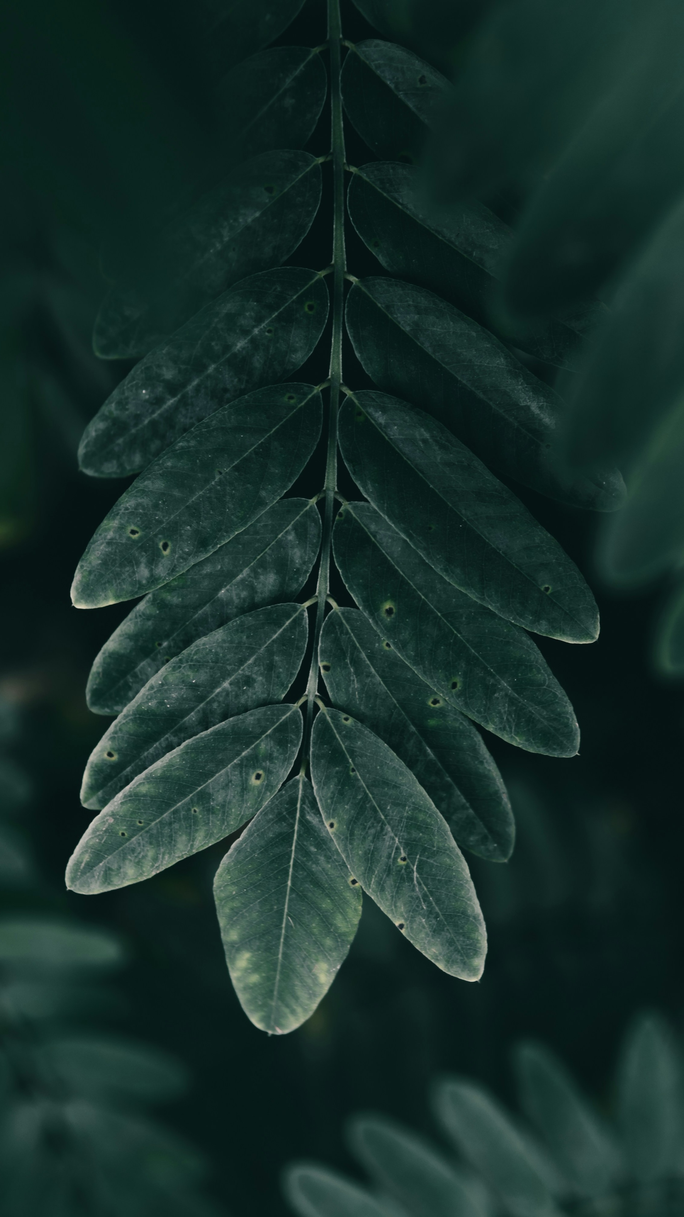 Wallpapers