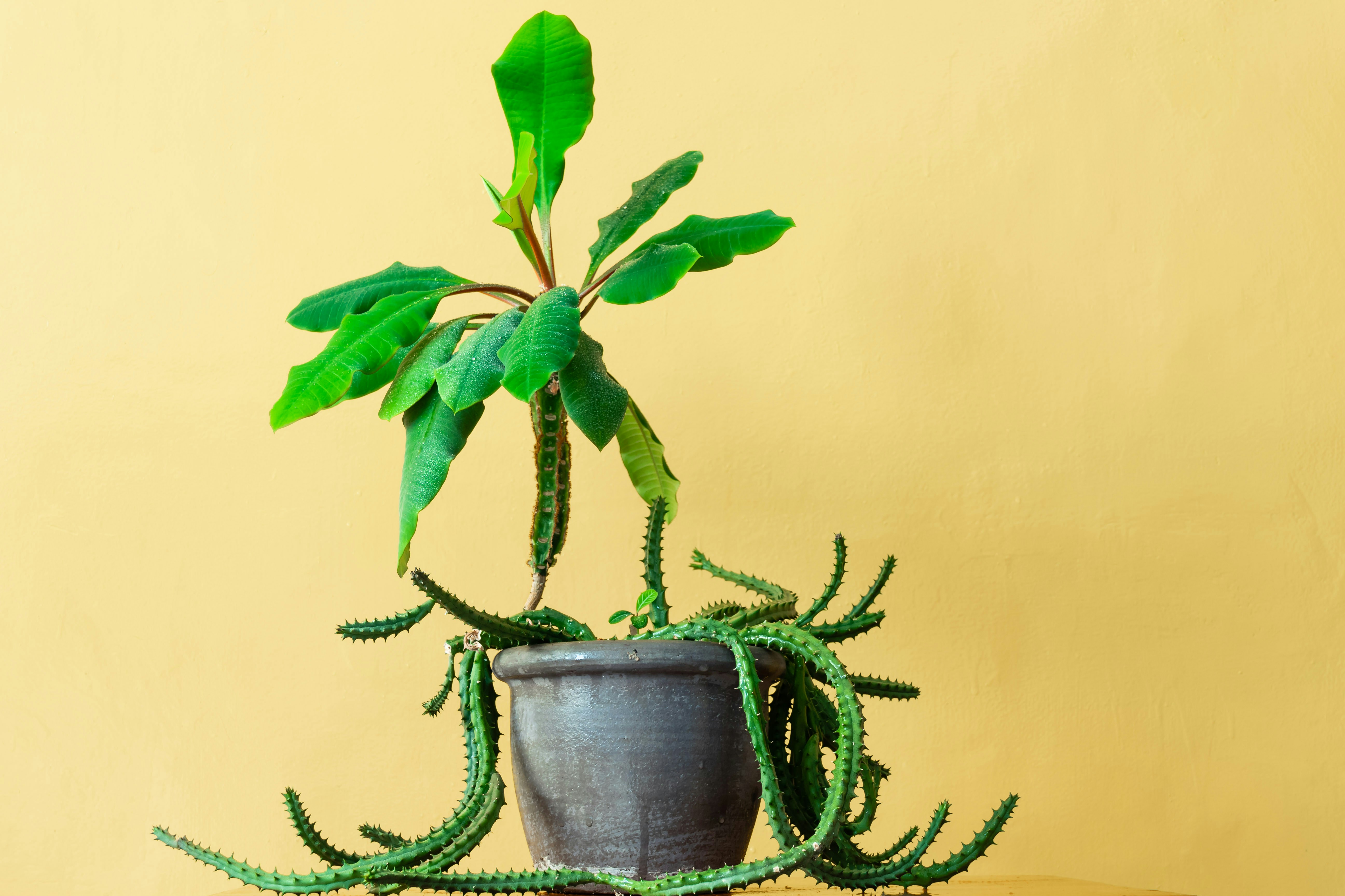 Potted Mixed Green Succulent Plant