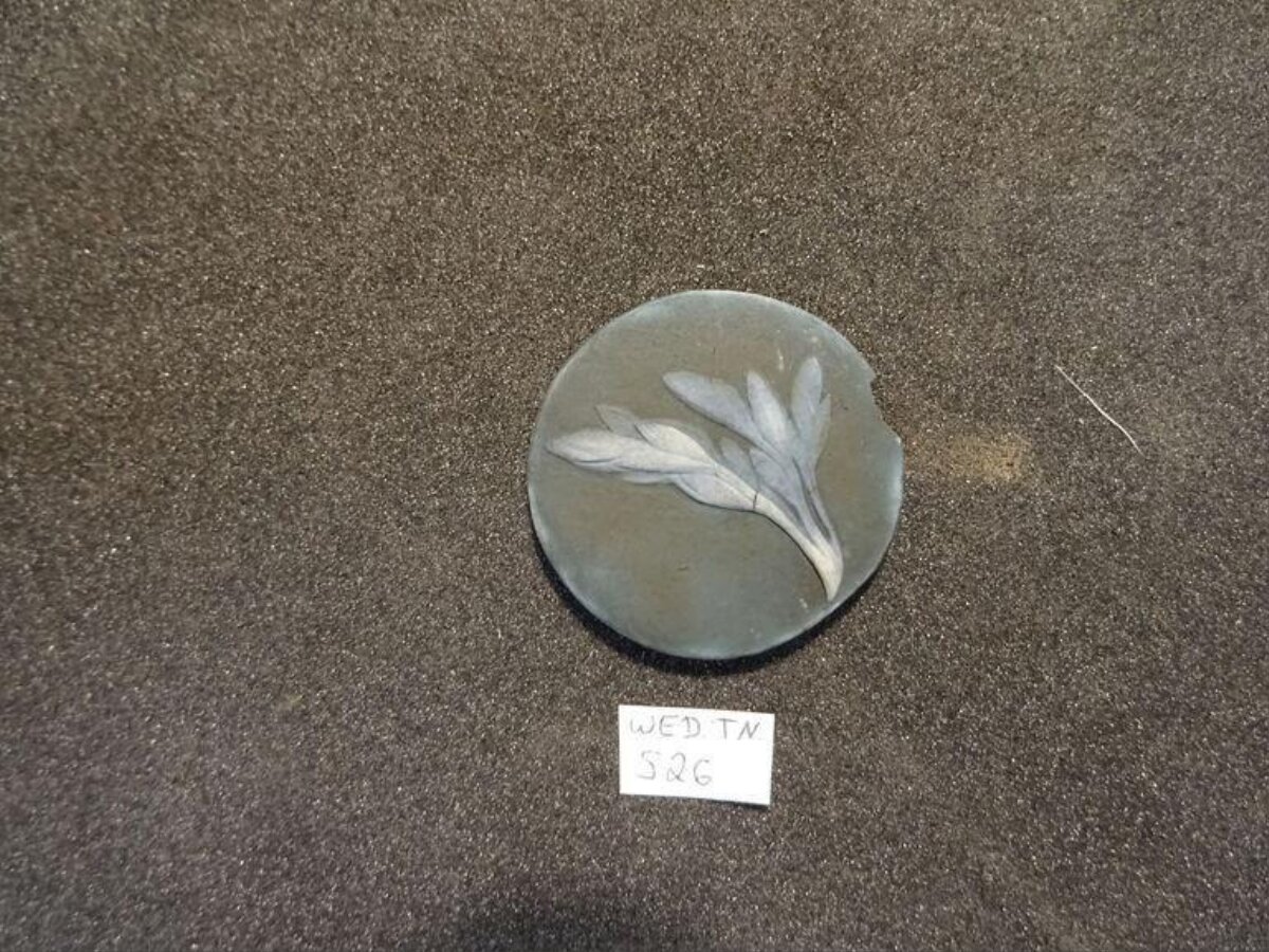 Fossilized Plant Leaf Specimen