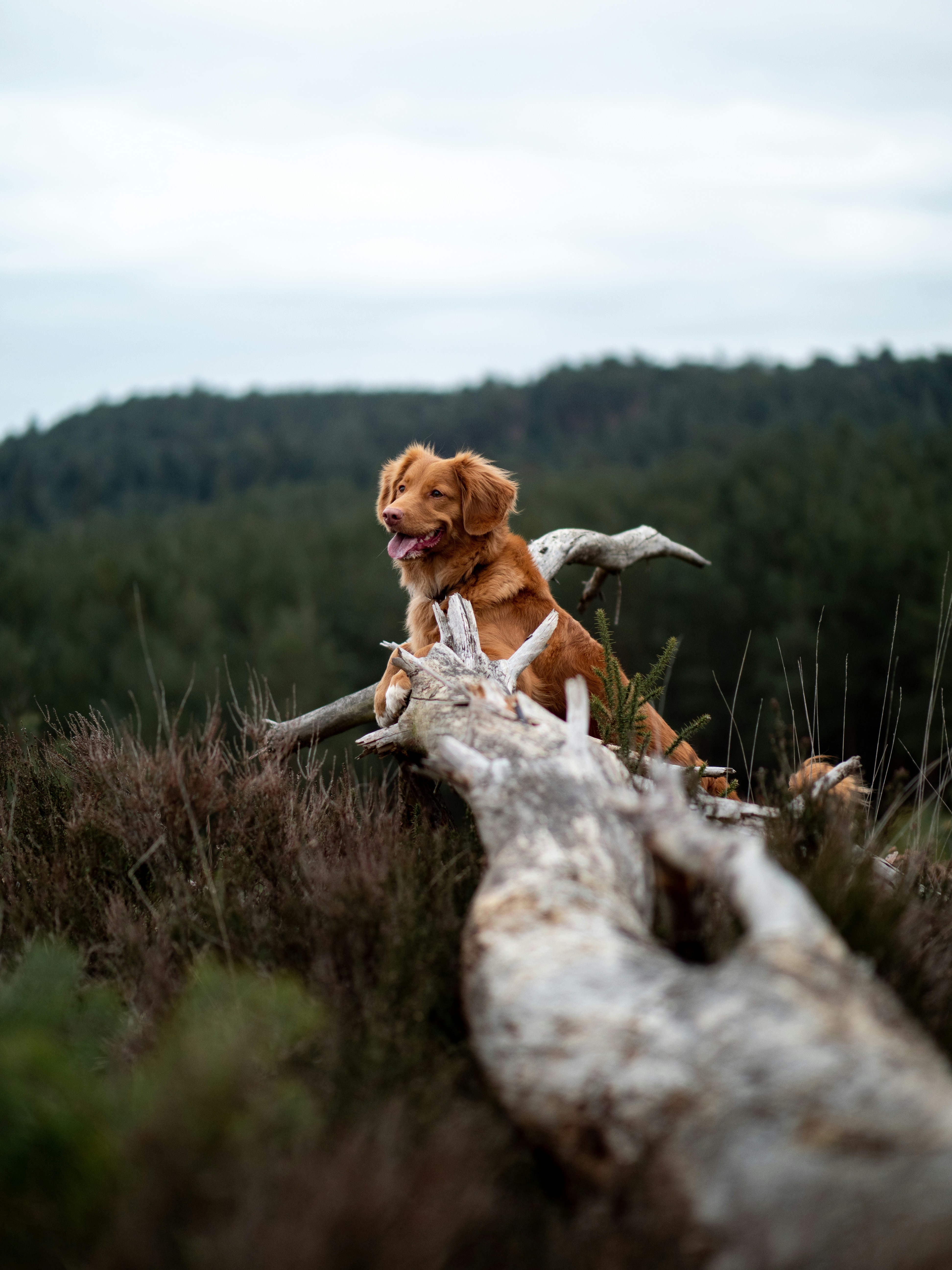 Retriever Resting on Fallen Log