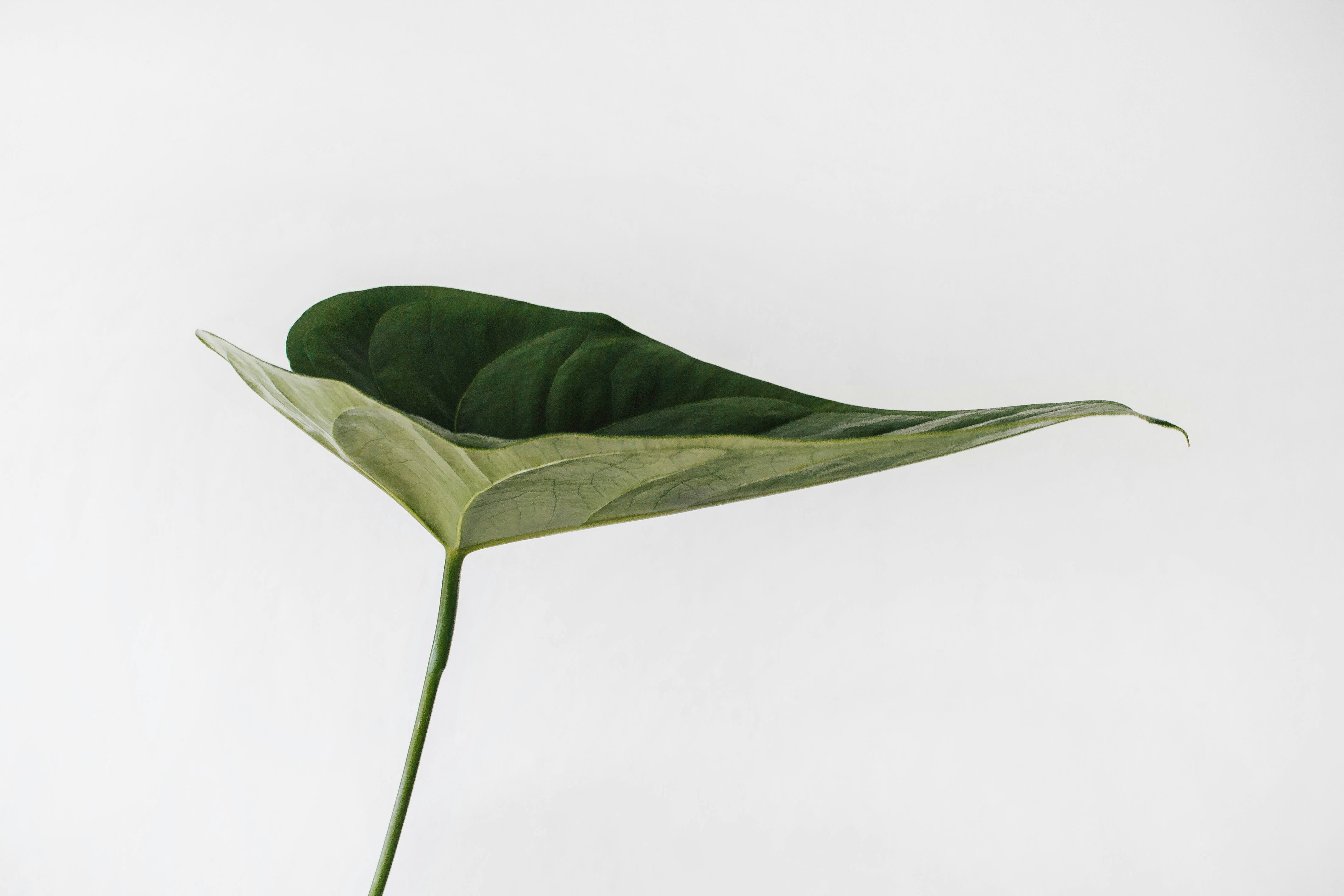Single Green Leaf Against White Background