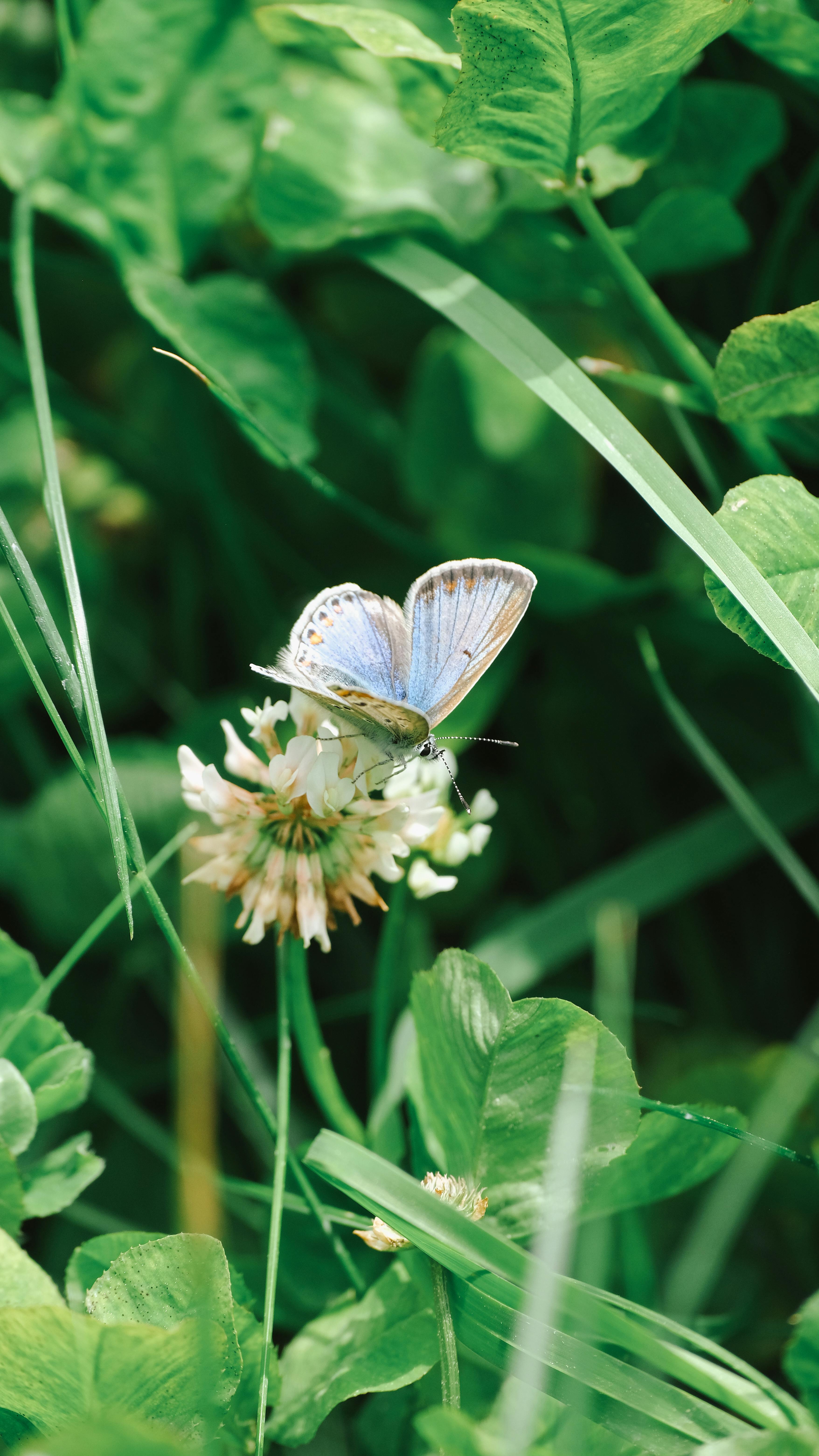 Blue Butterfly on White Clover