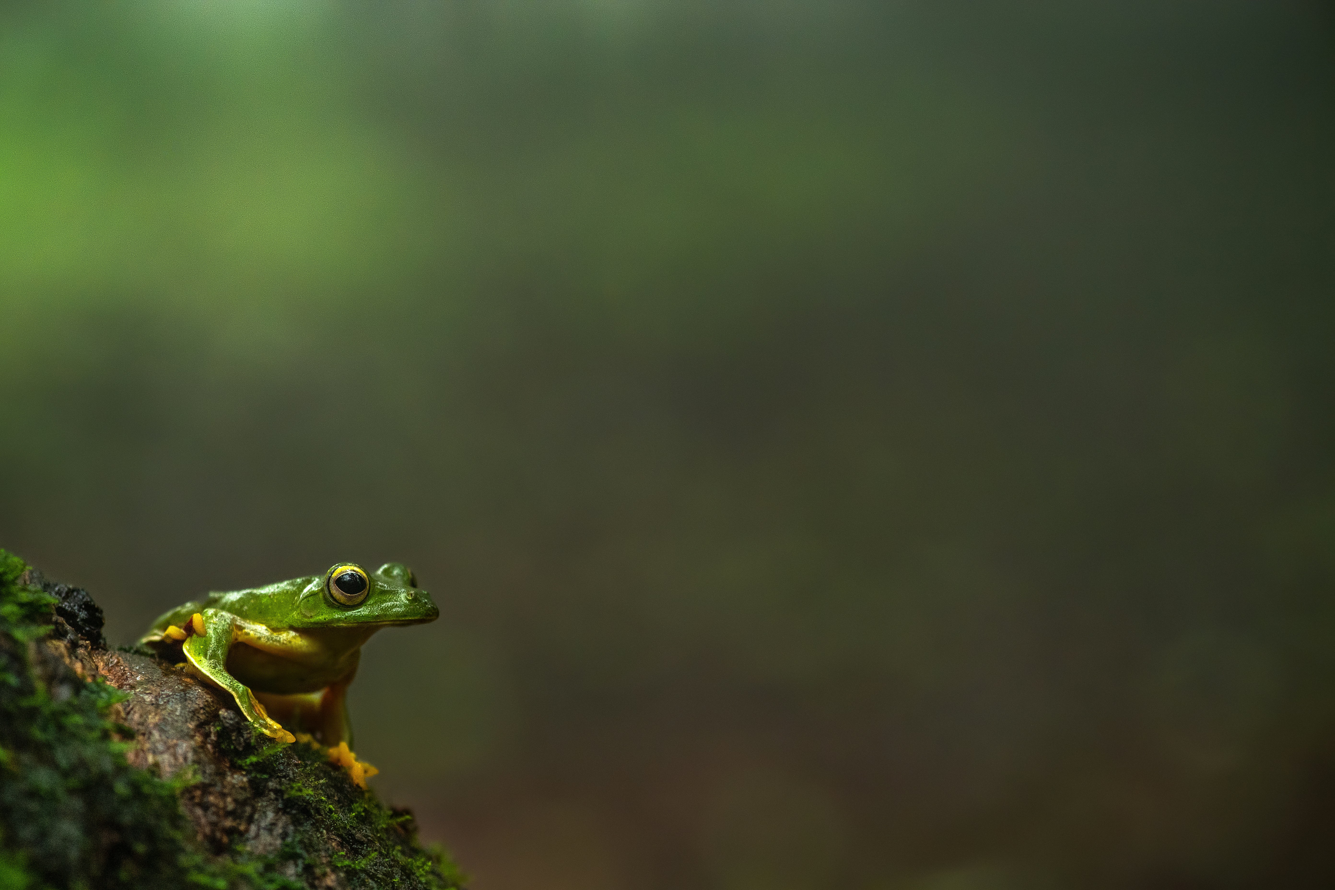 Green Frog on Mossy Tree Branch