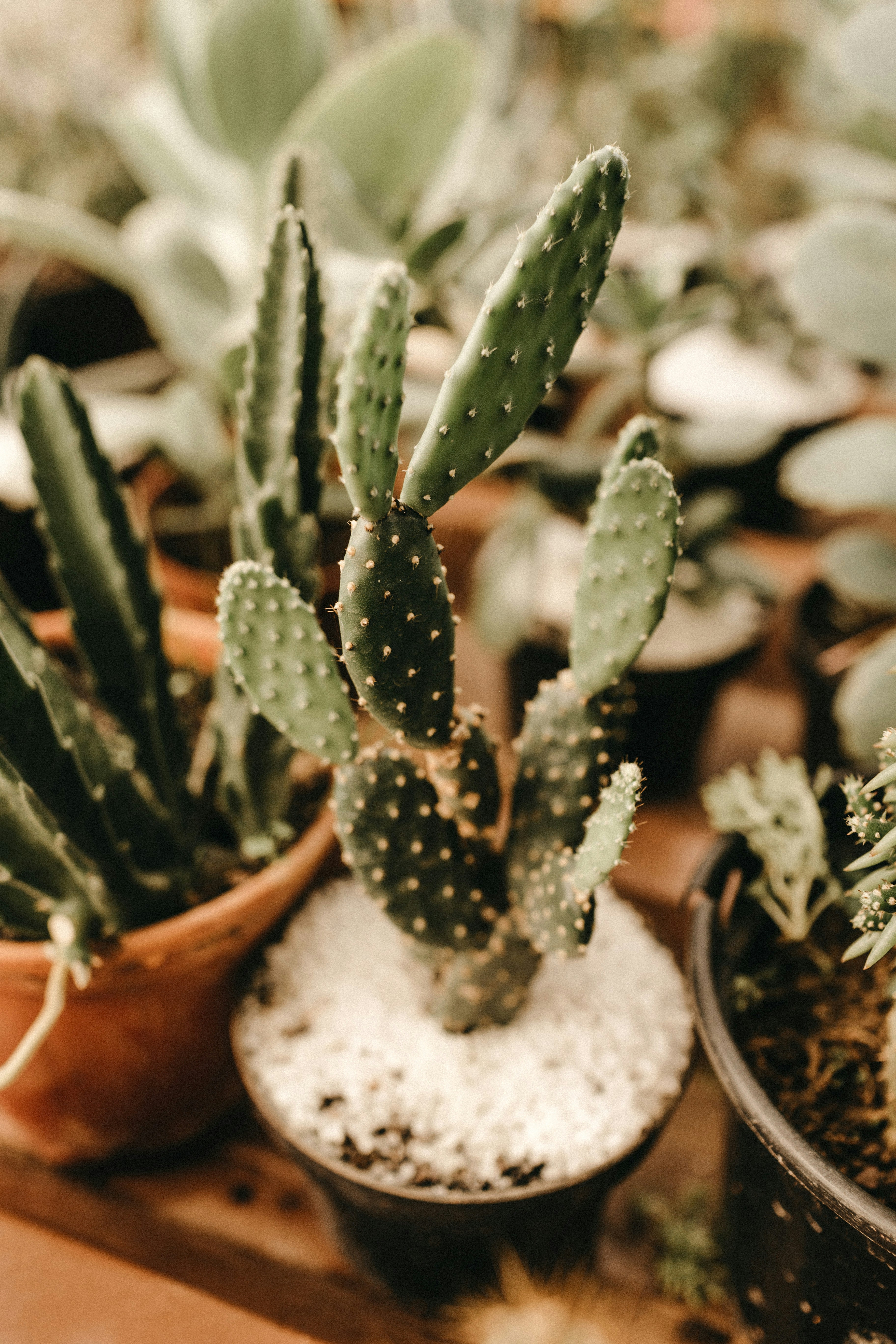 Potted Cacti Arrangement