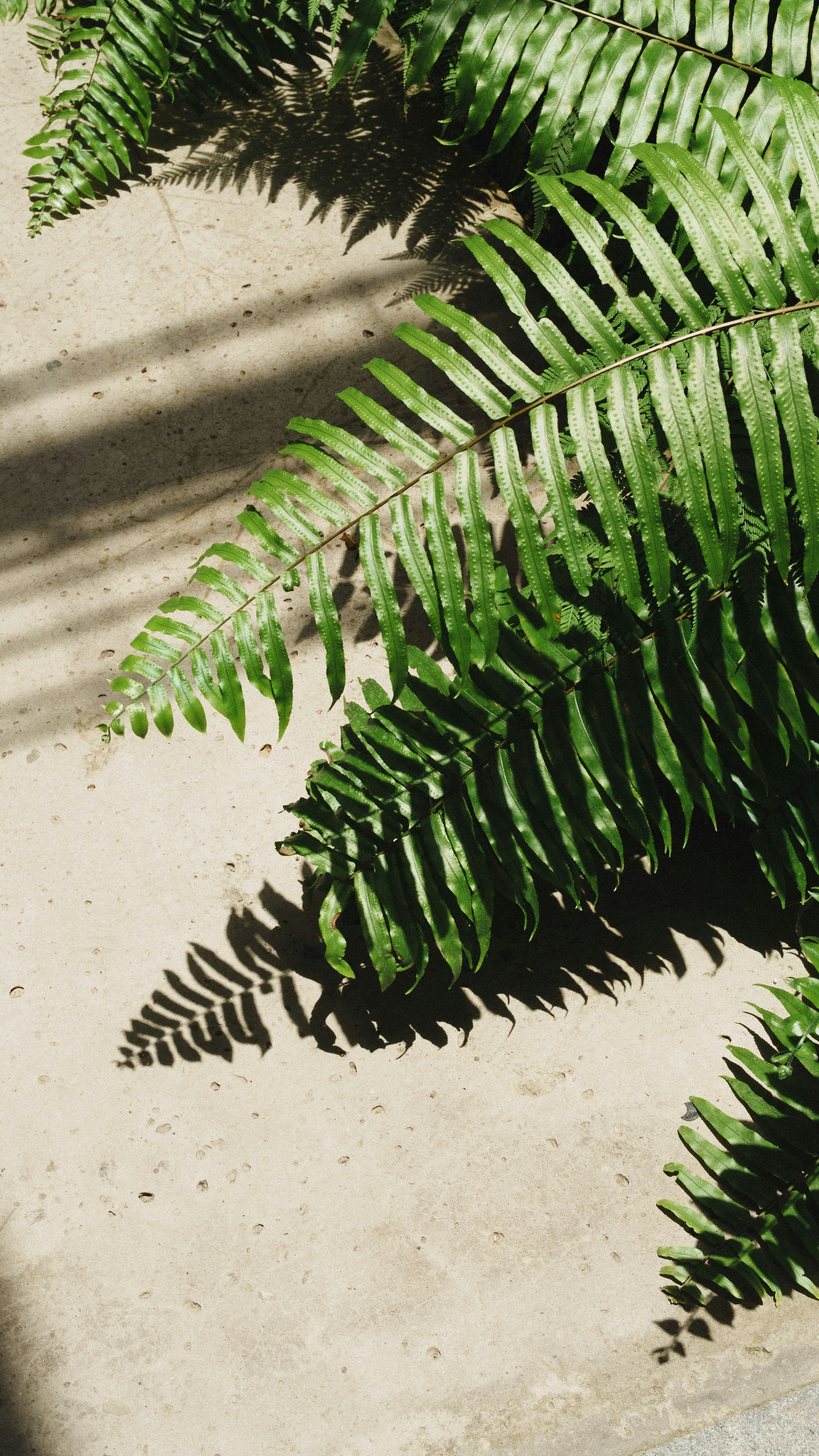 Wallpapers