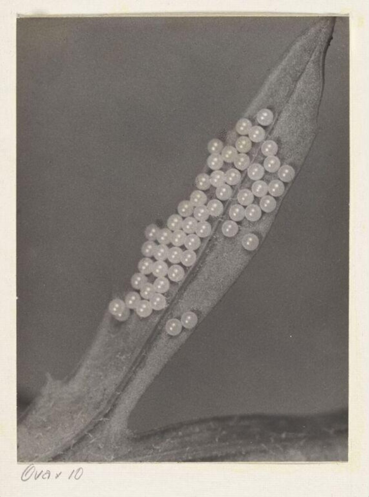 Insect Eggs on Plant Leaf