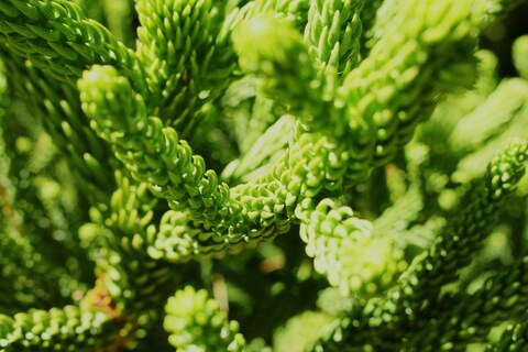 Close-up of Young Spruce Shoots