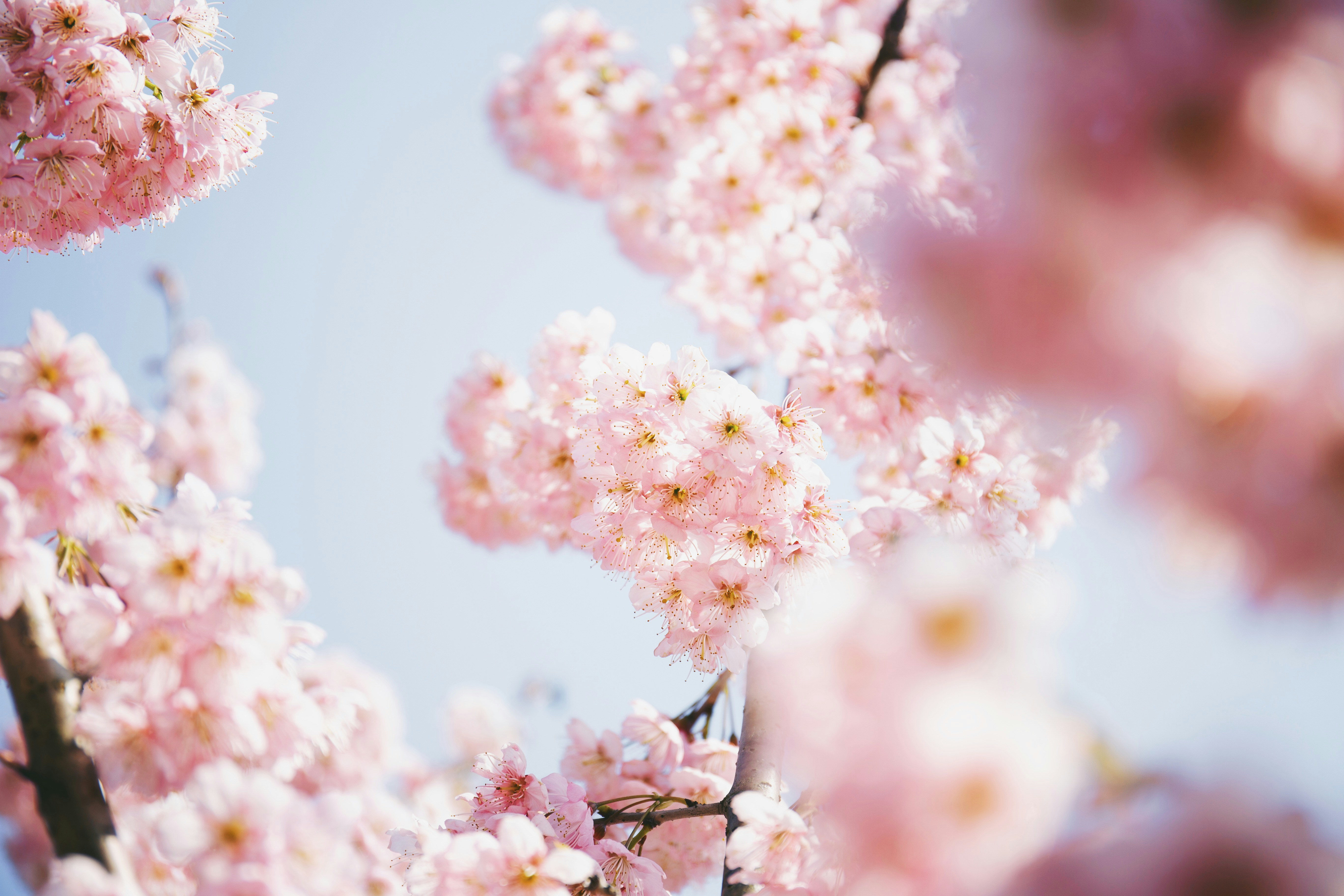 Pink Cherry Blossoms Under Blue Sky
