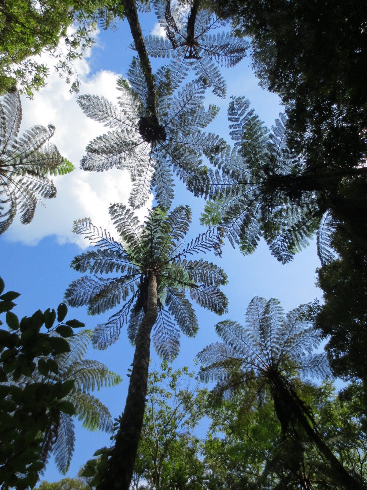 Low Angle View of Tree Fern Canopy