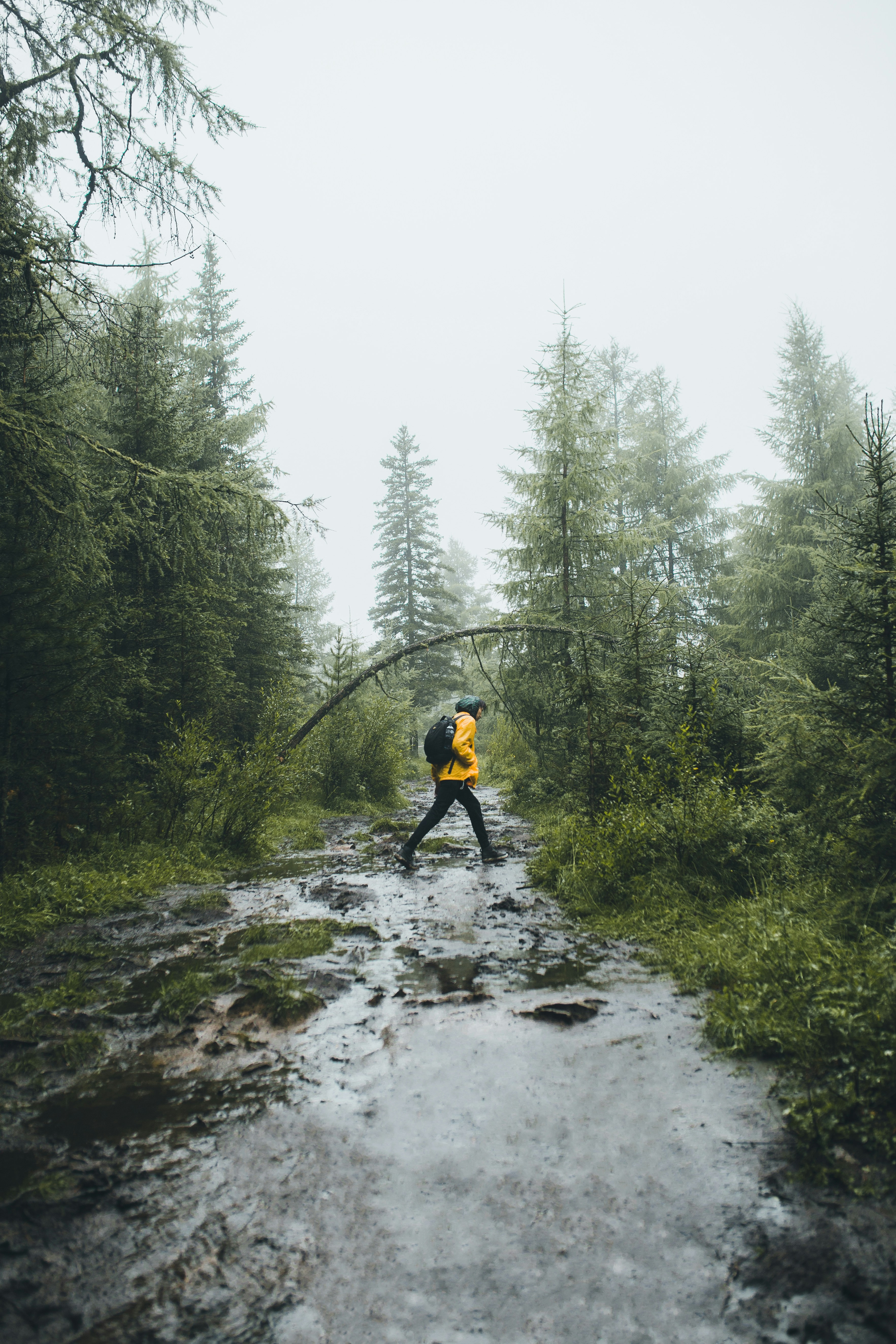 Hiker Trekking on Misty Forest Path