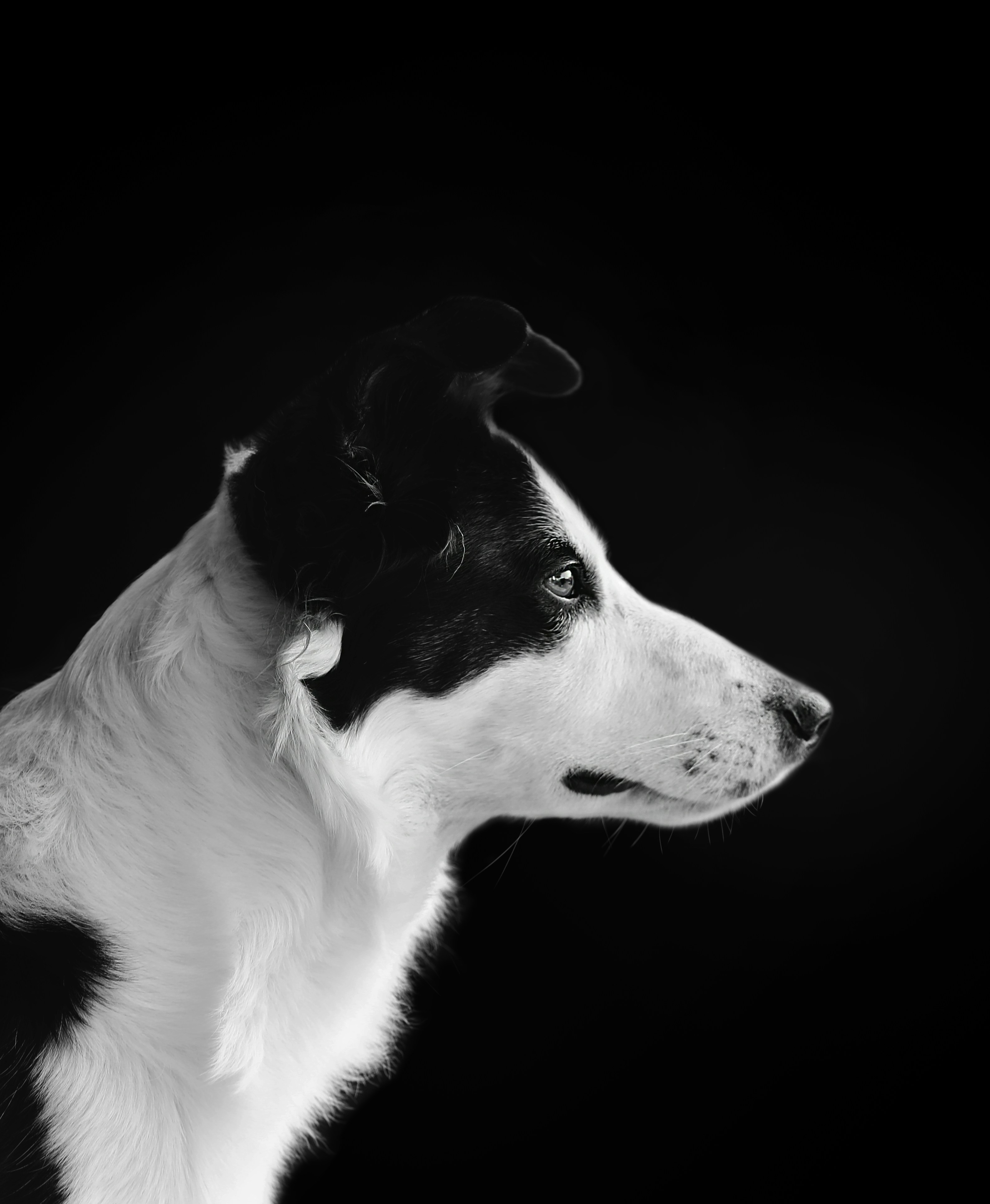 Side Portrait of Black and White Dog