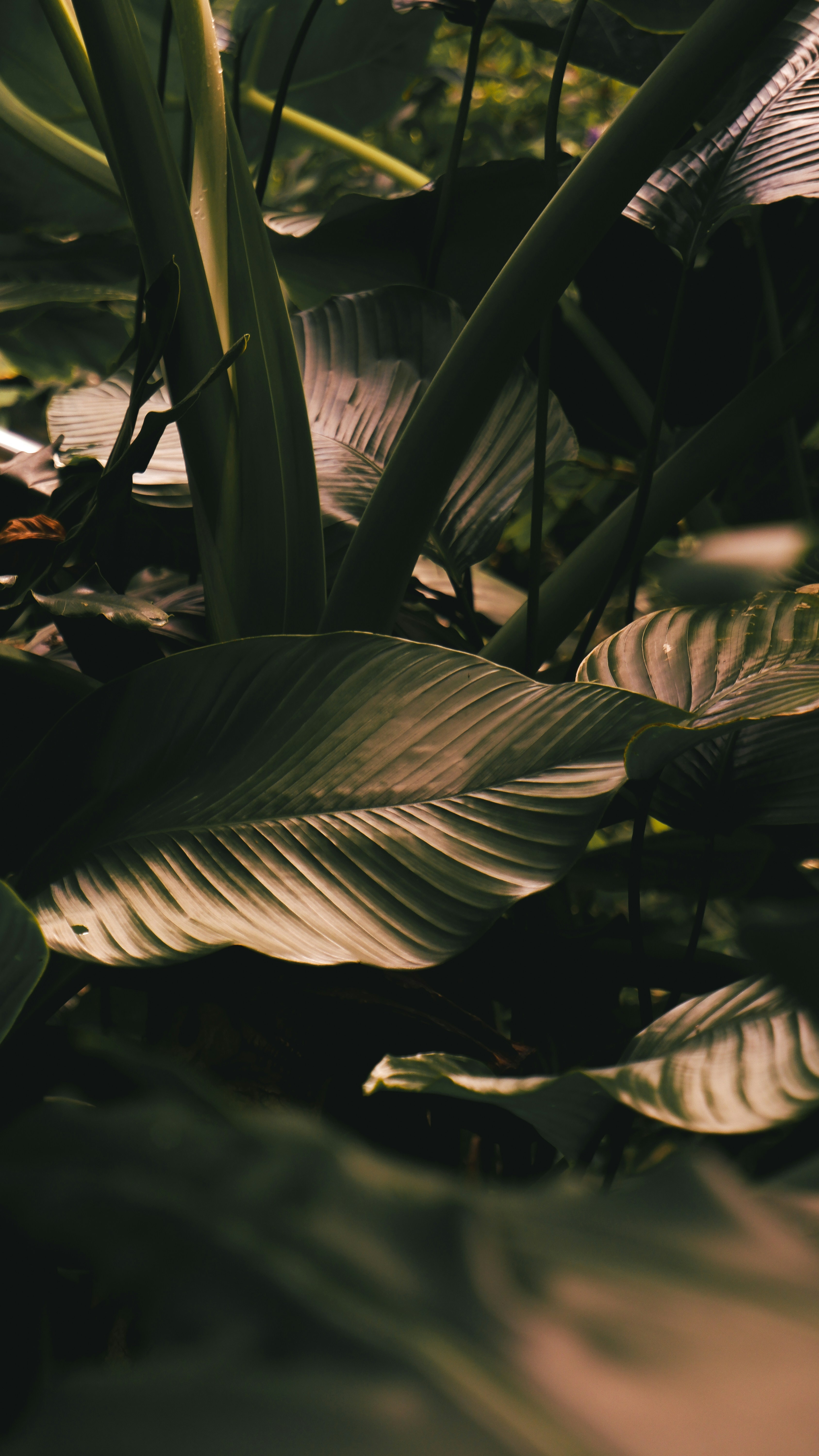 Wallpapers