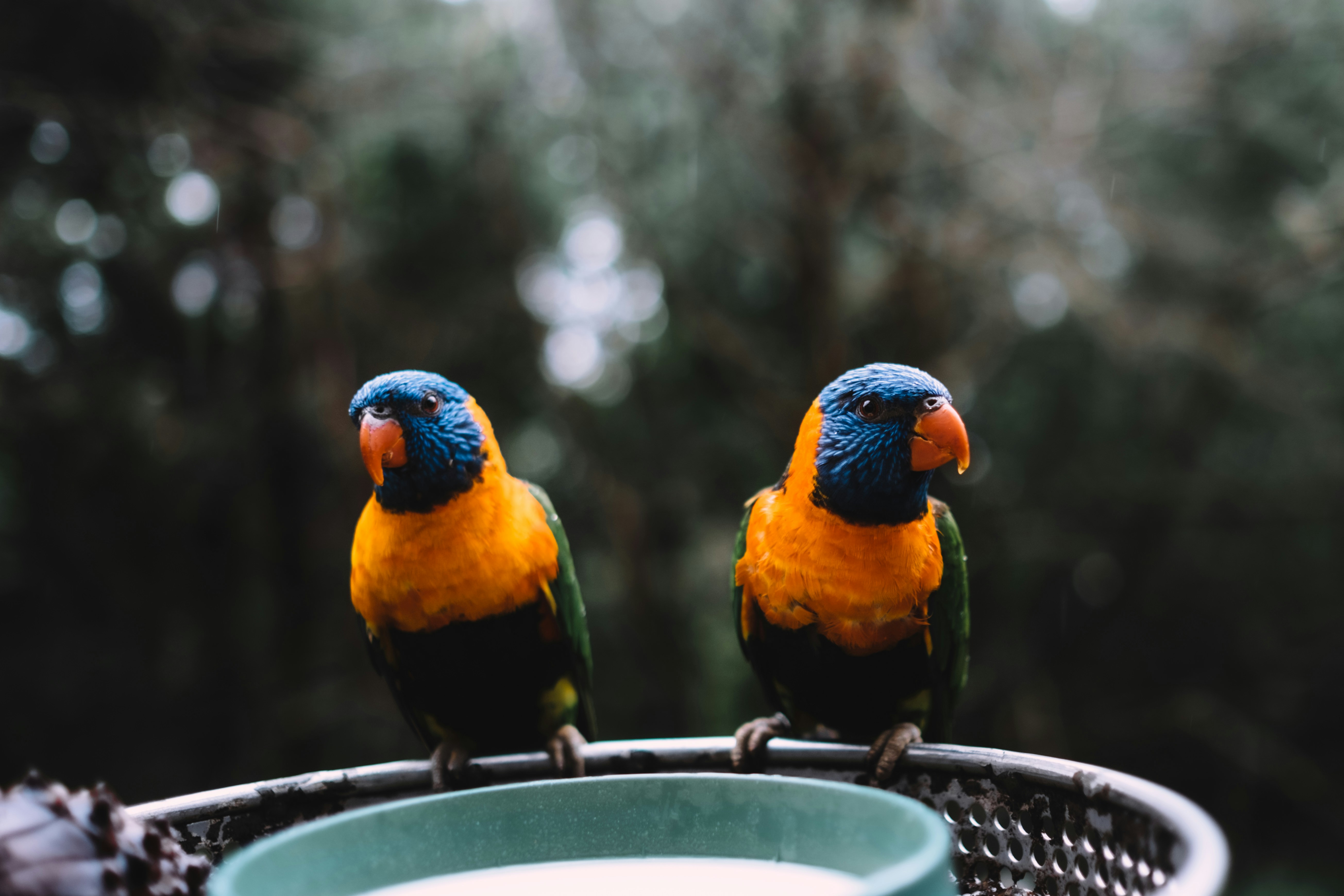 Two Rainbow Lorikeets Perched at Feeder