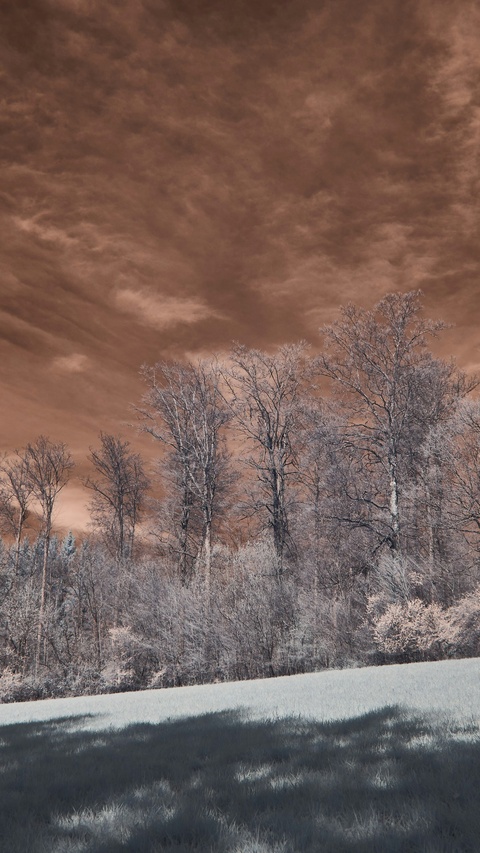 Reddish Sky Over Frosted Woodland Meadow