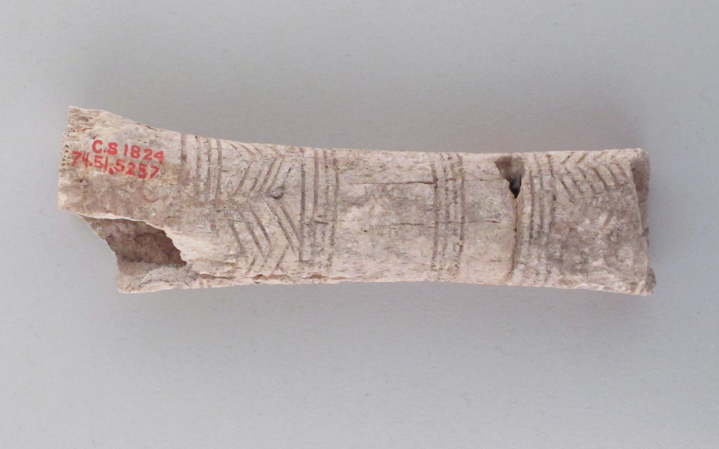 Incised Ancient Bone Artifact Fragment