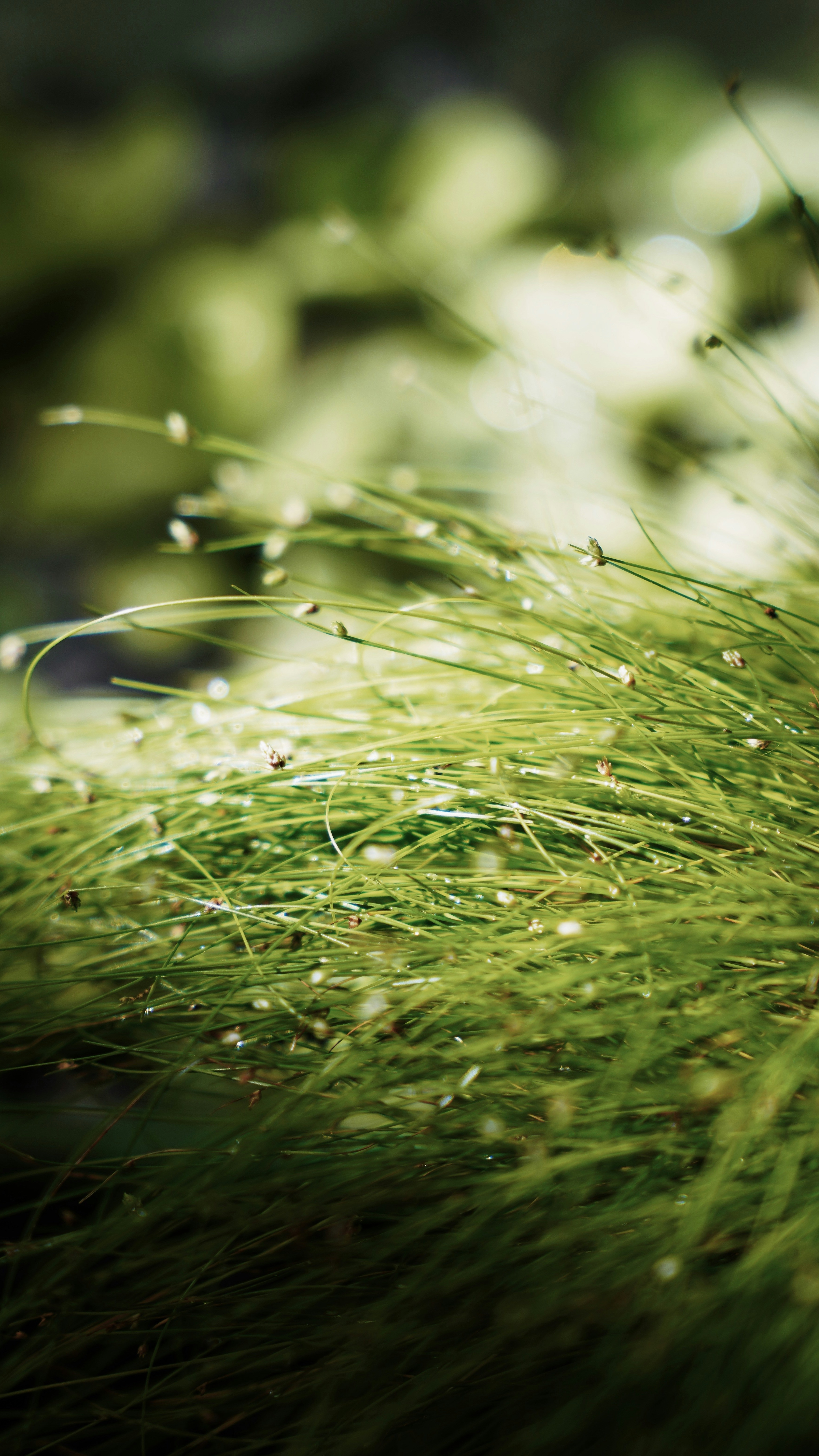 Sunlit Fine Grass With Dew
