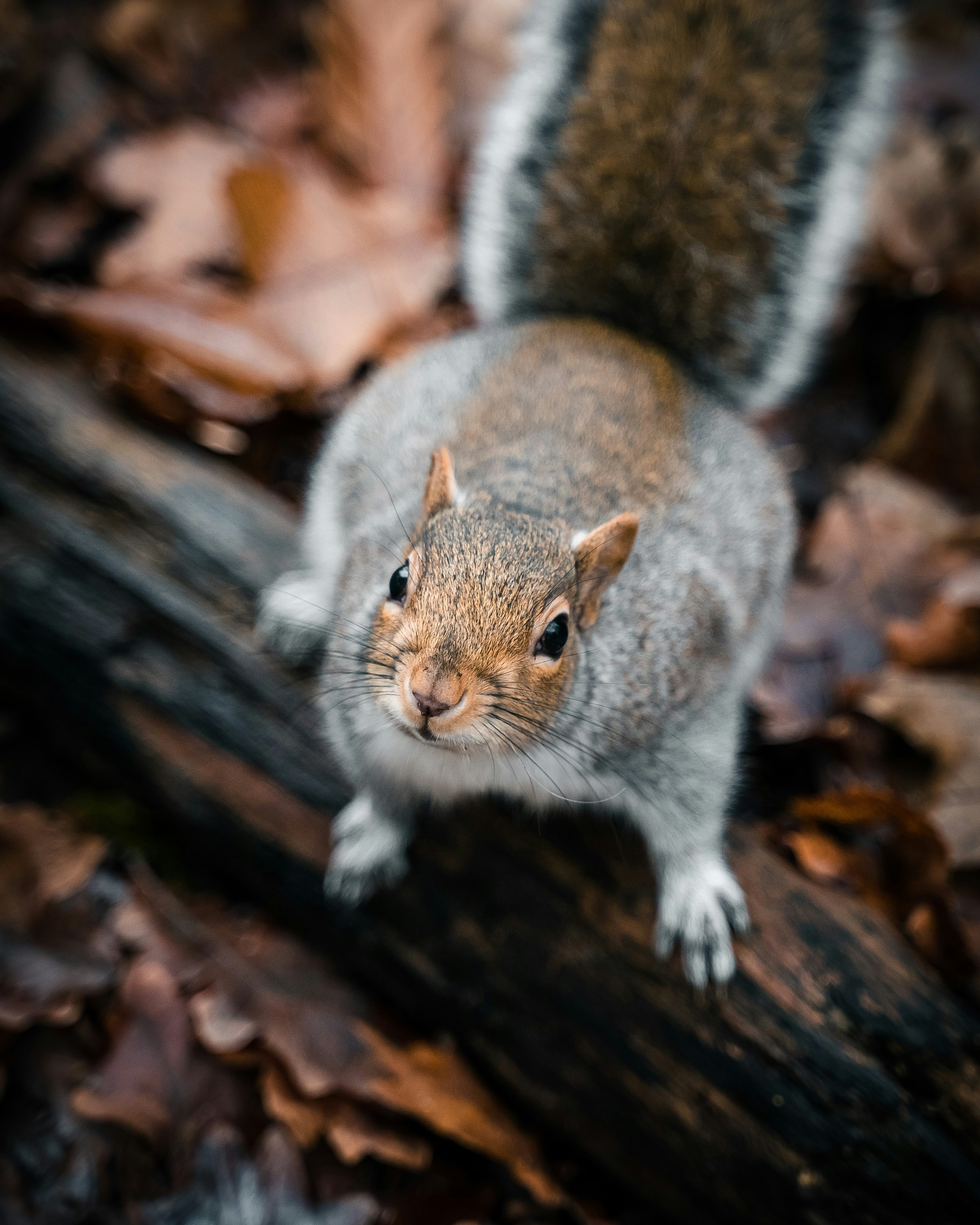 Gray Squirrel Standing on Fallen Log