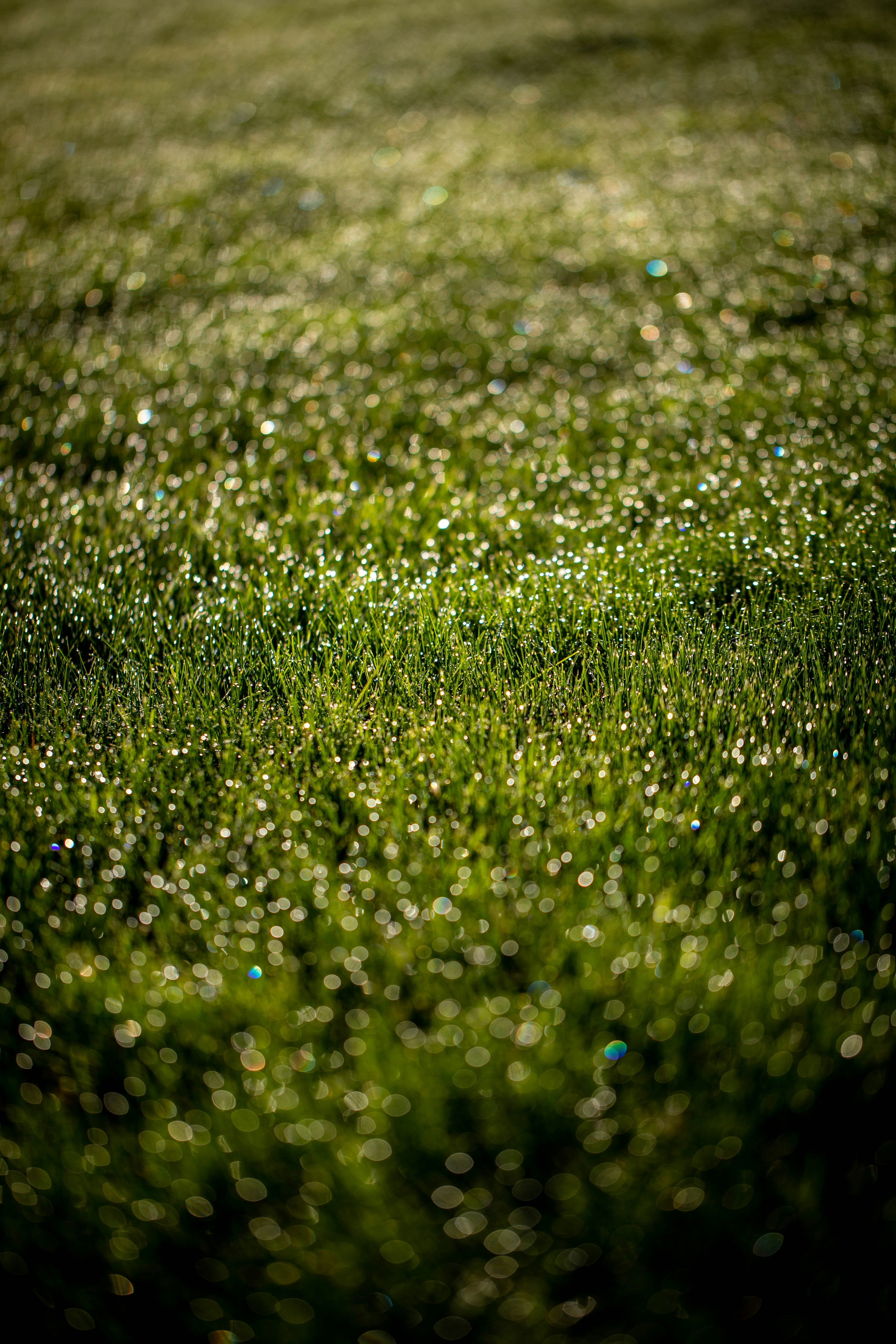 Dew Covered Green Grass