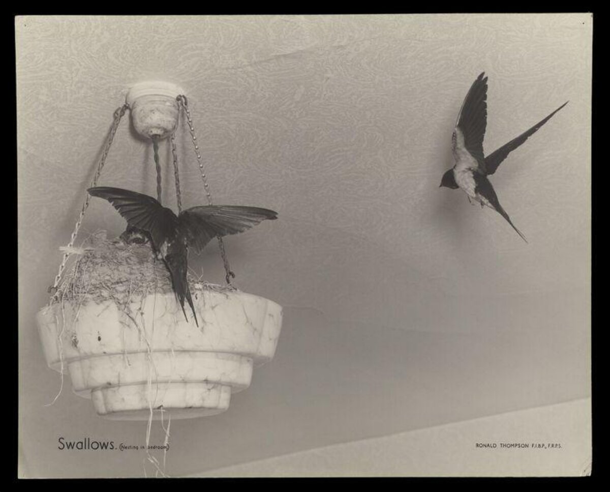 Swallows Nesting in Bedroom