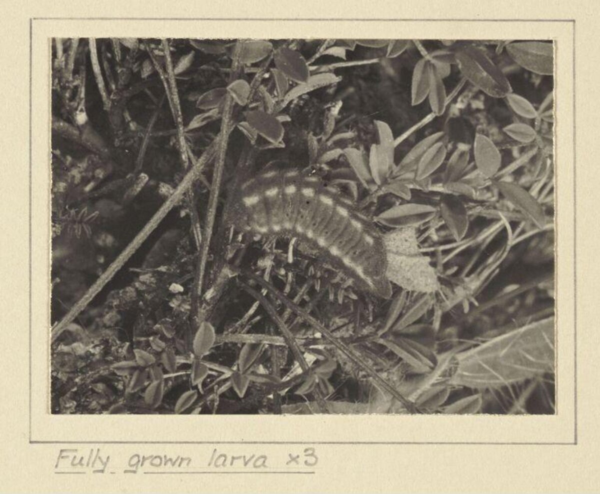 Fully Grown Larva Among Small Plants