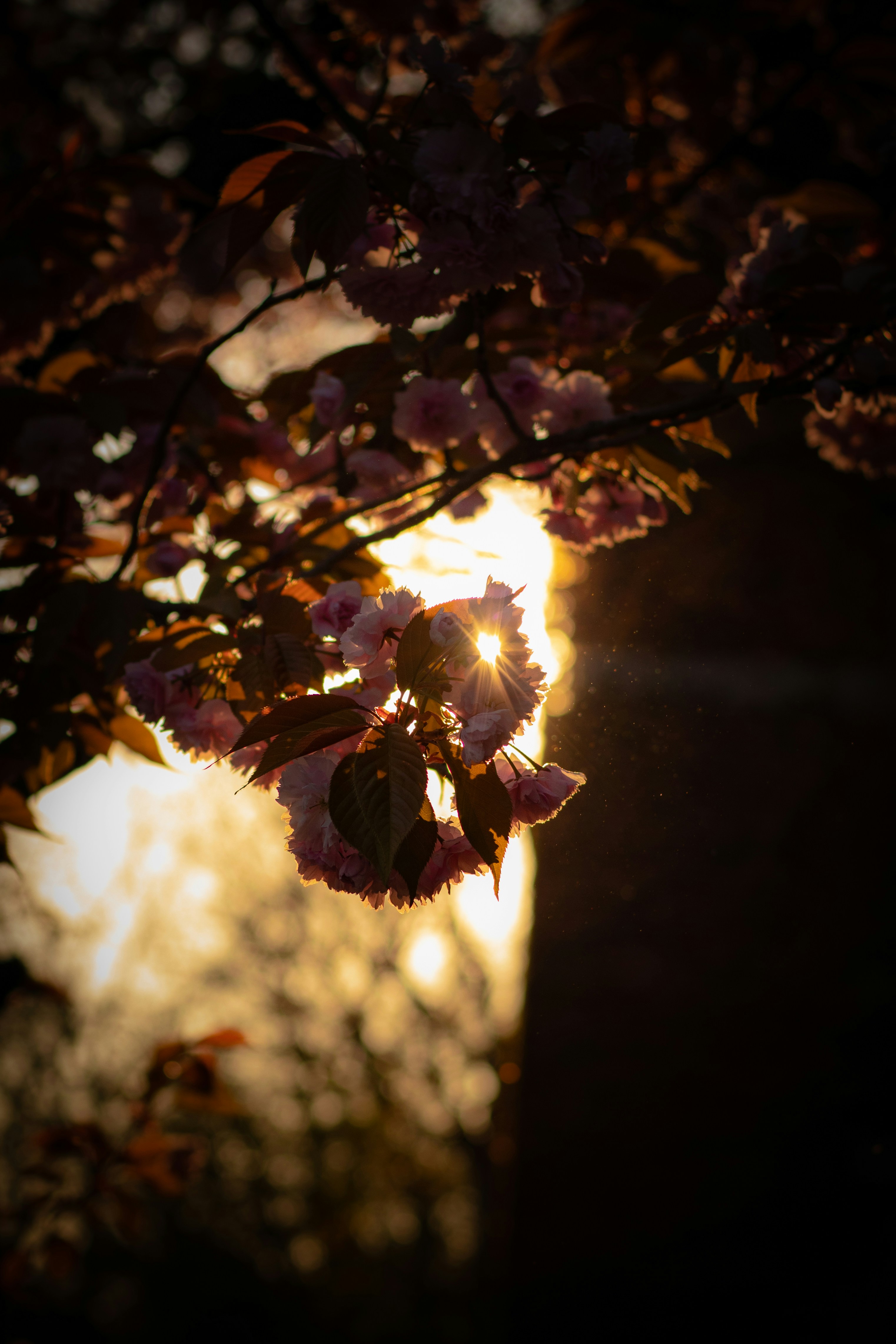 Backlit Cherry Blossoms at Sunset