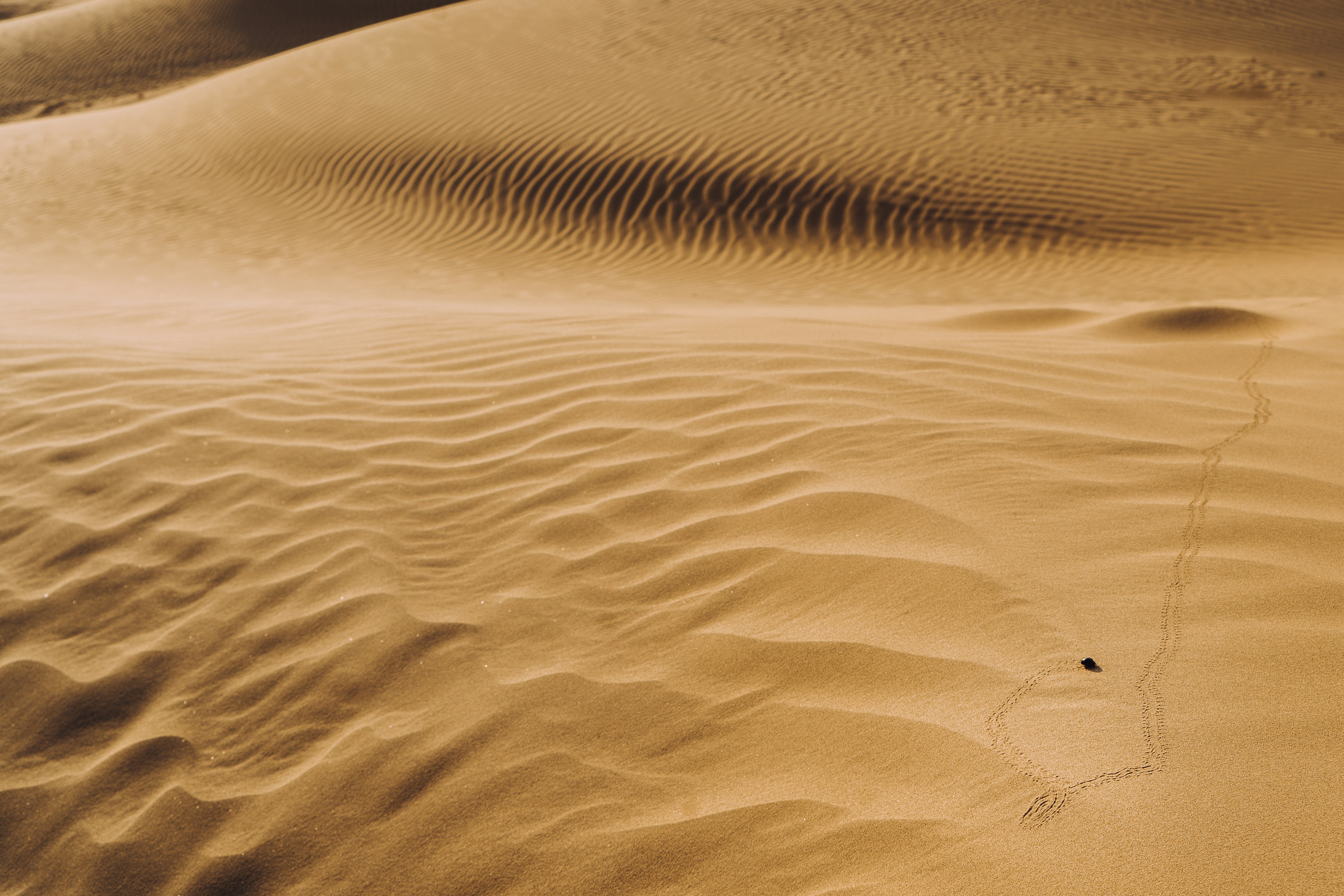Desert Sand Dune with Animal Tracks